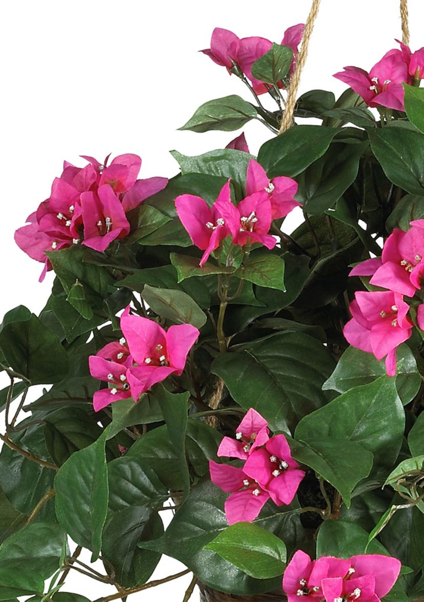 Bougainvillea Hanging Basket Silk Plant