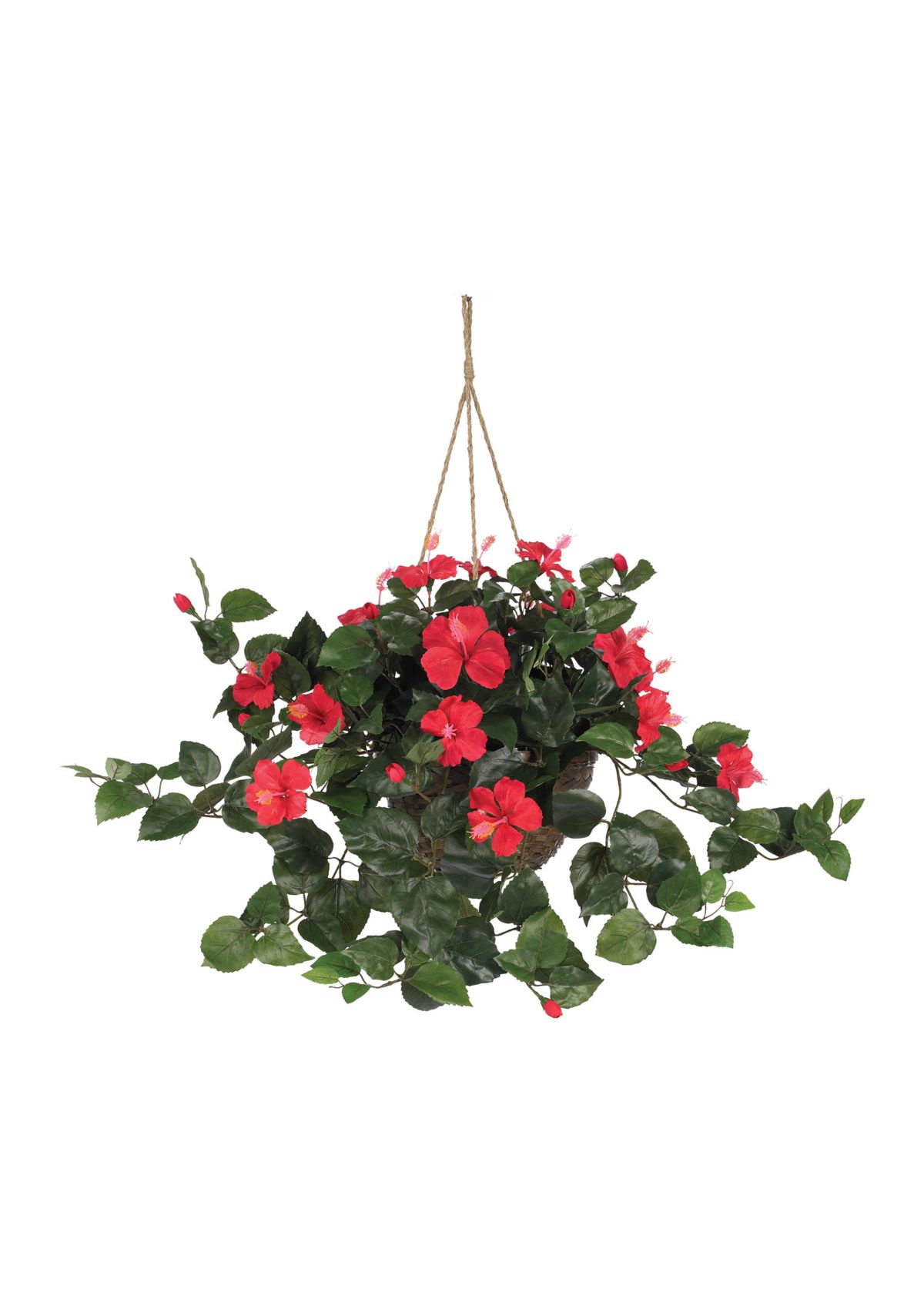 Hibiscus Hanging Basket