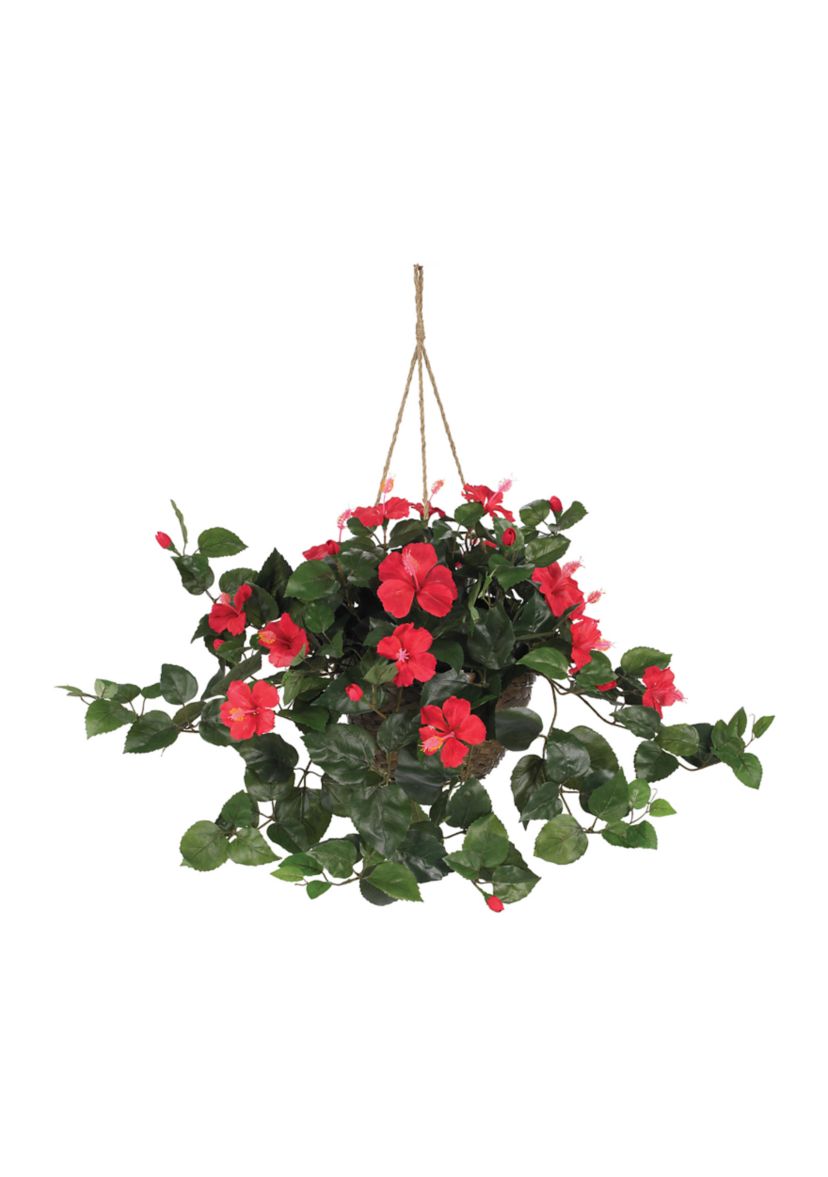 Hibiscus Hanging Basket