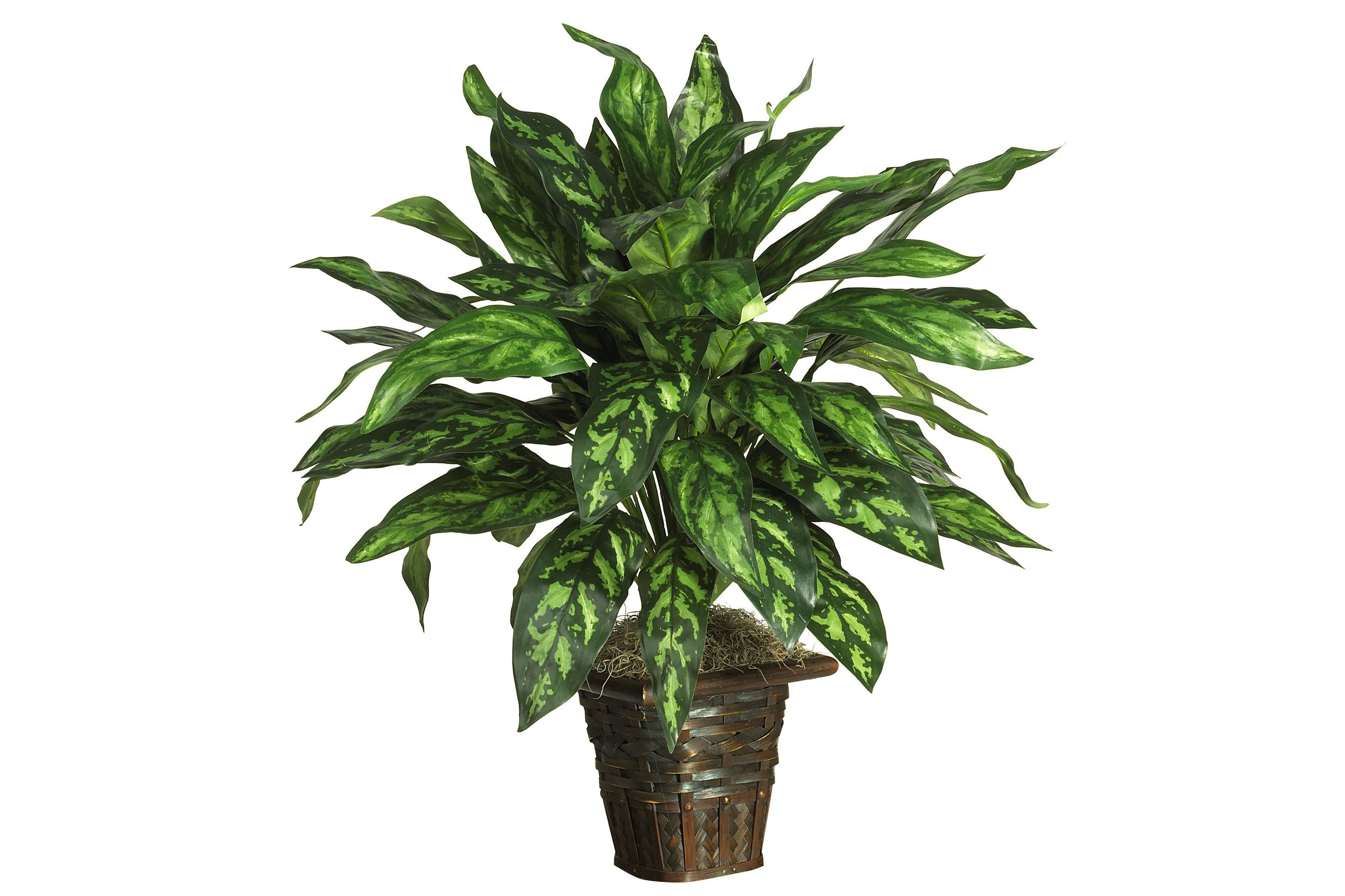 Silver King with Basket Silk Plant
