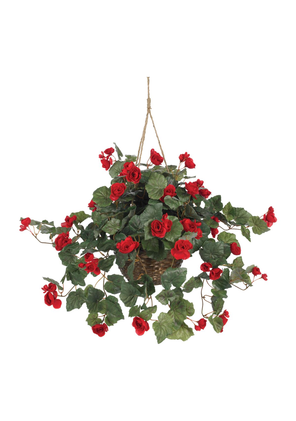 Begonia Hanging Basket