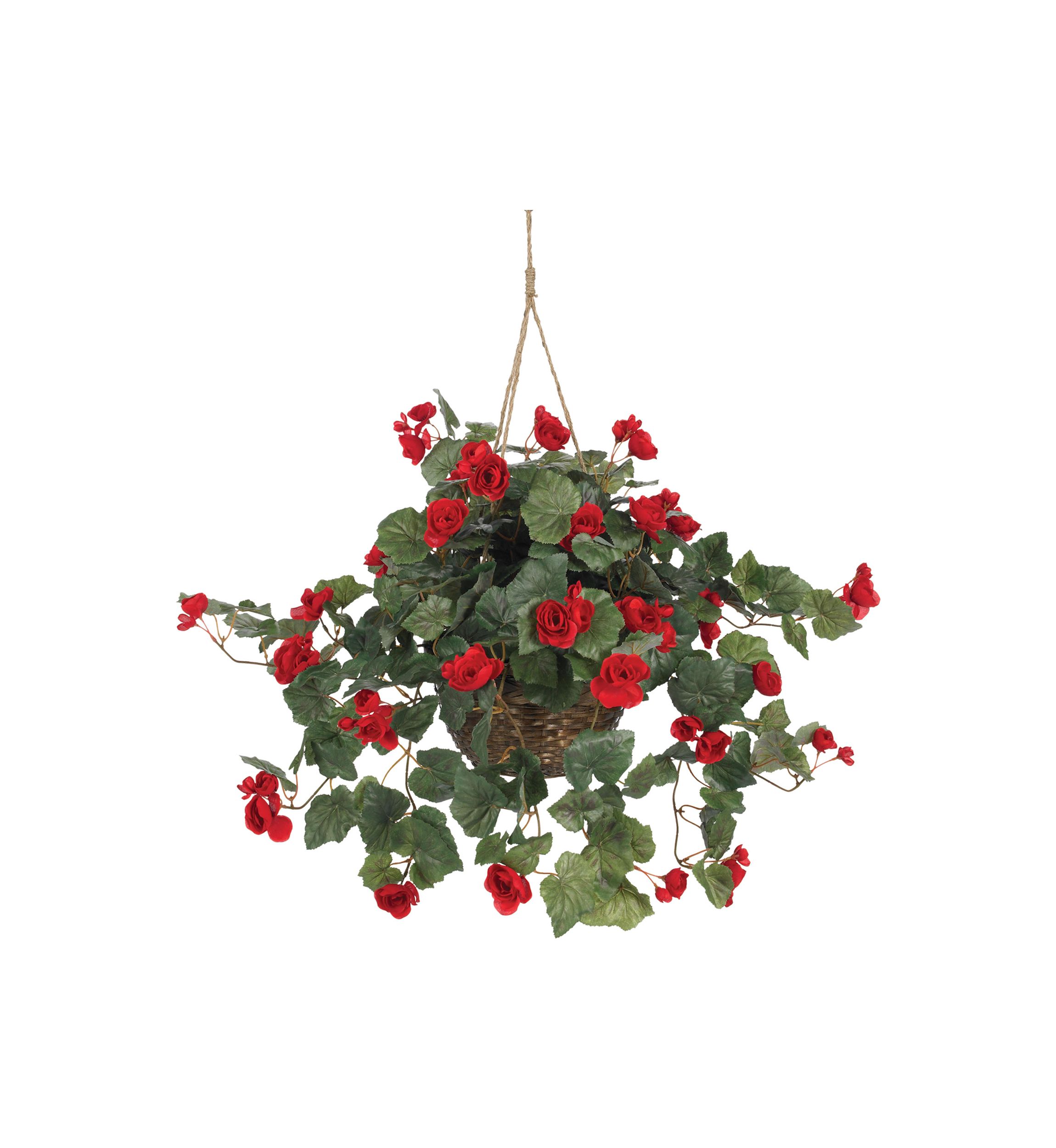 Begonia Hanging Basket