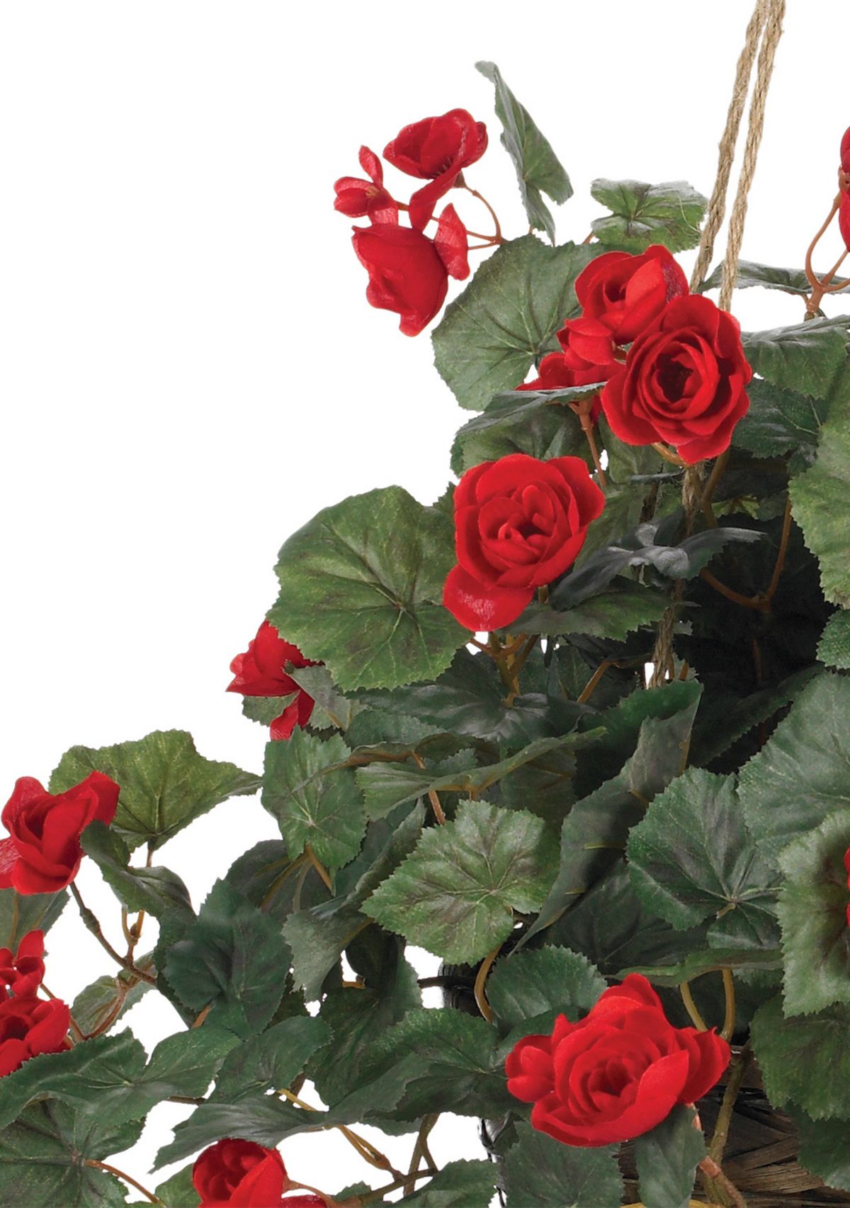 Begonia Hanging Basket
