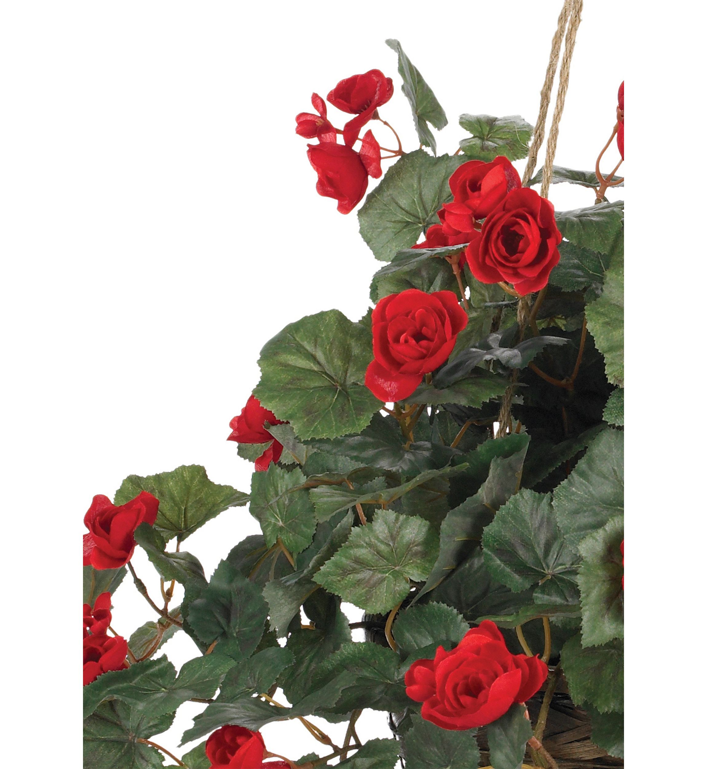 Begonia Hanging Basket