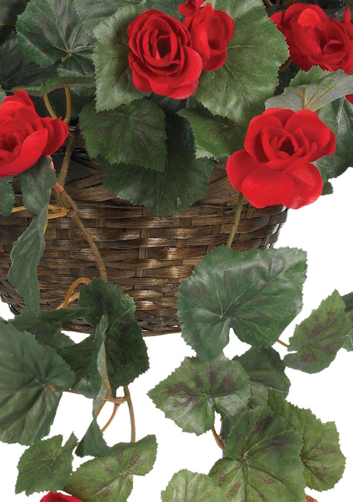 Begonia Hanging Basket