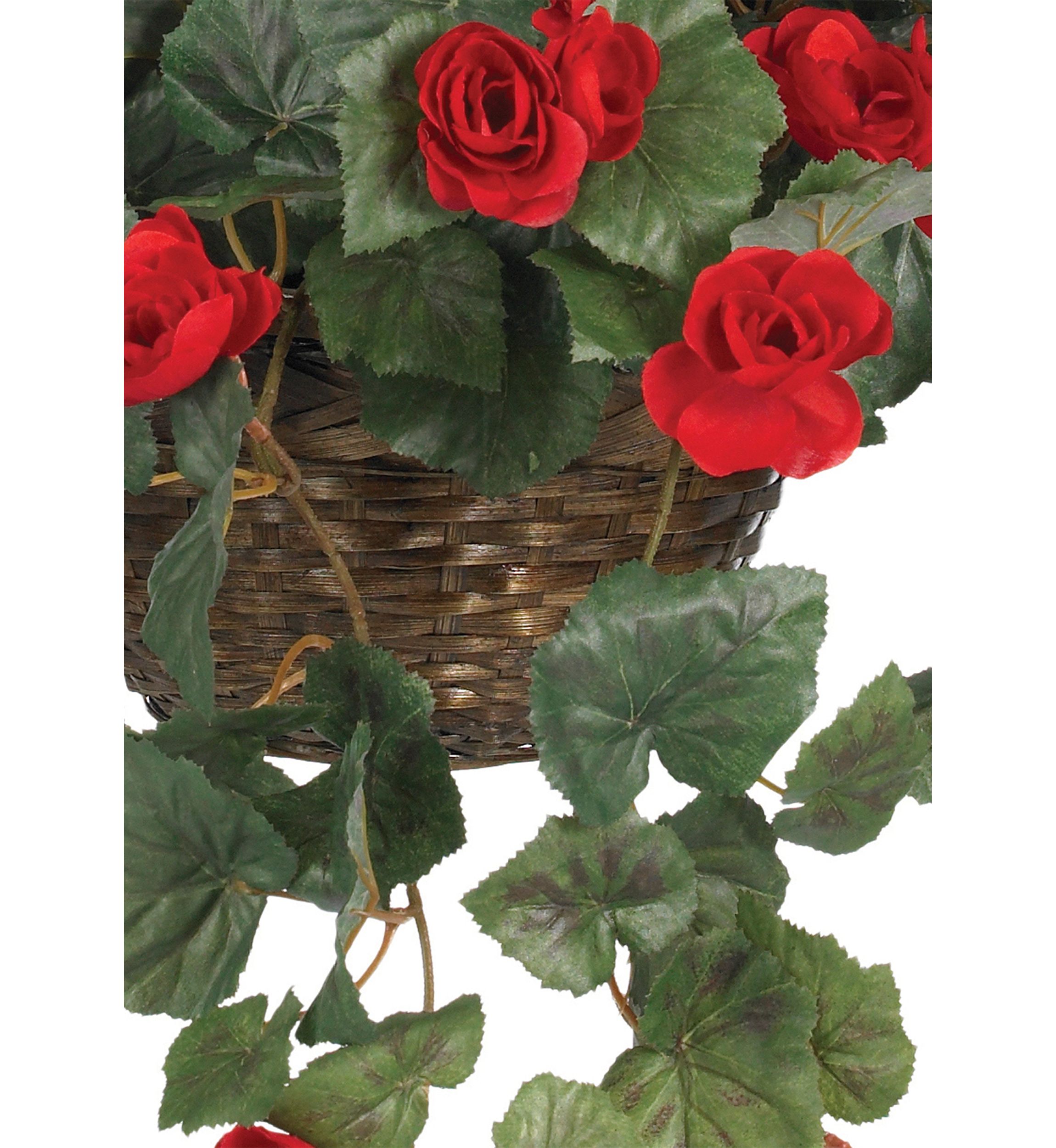 Begonia Hanging Basket