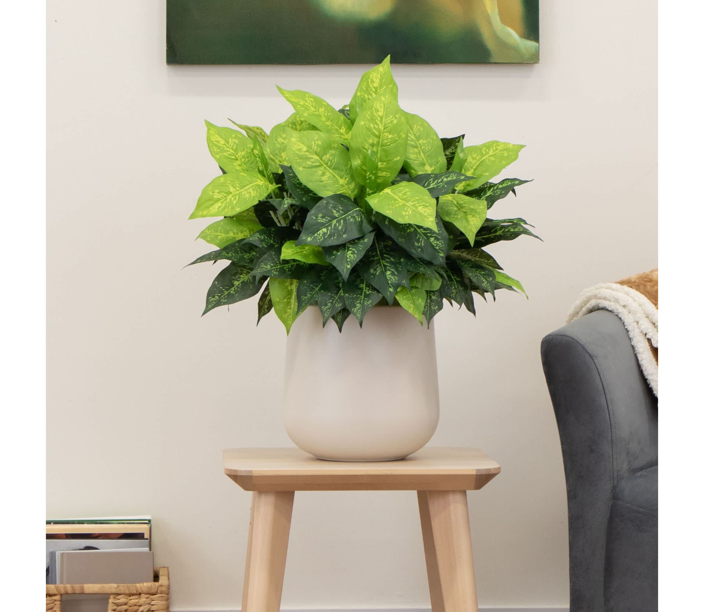 19-Inch  Artificial Dieffenbachia Plant - Set of 6