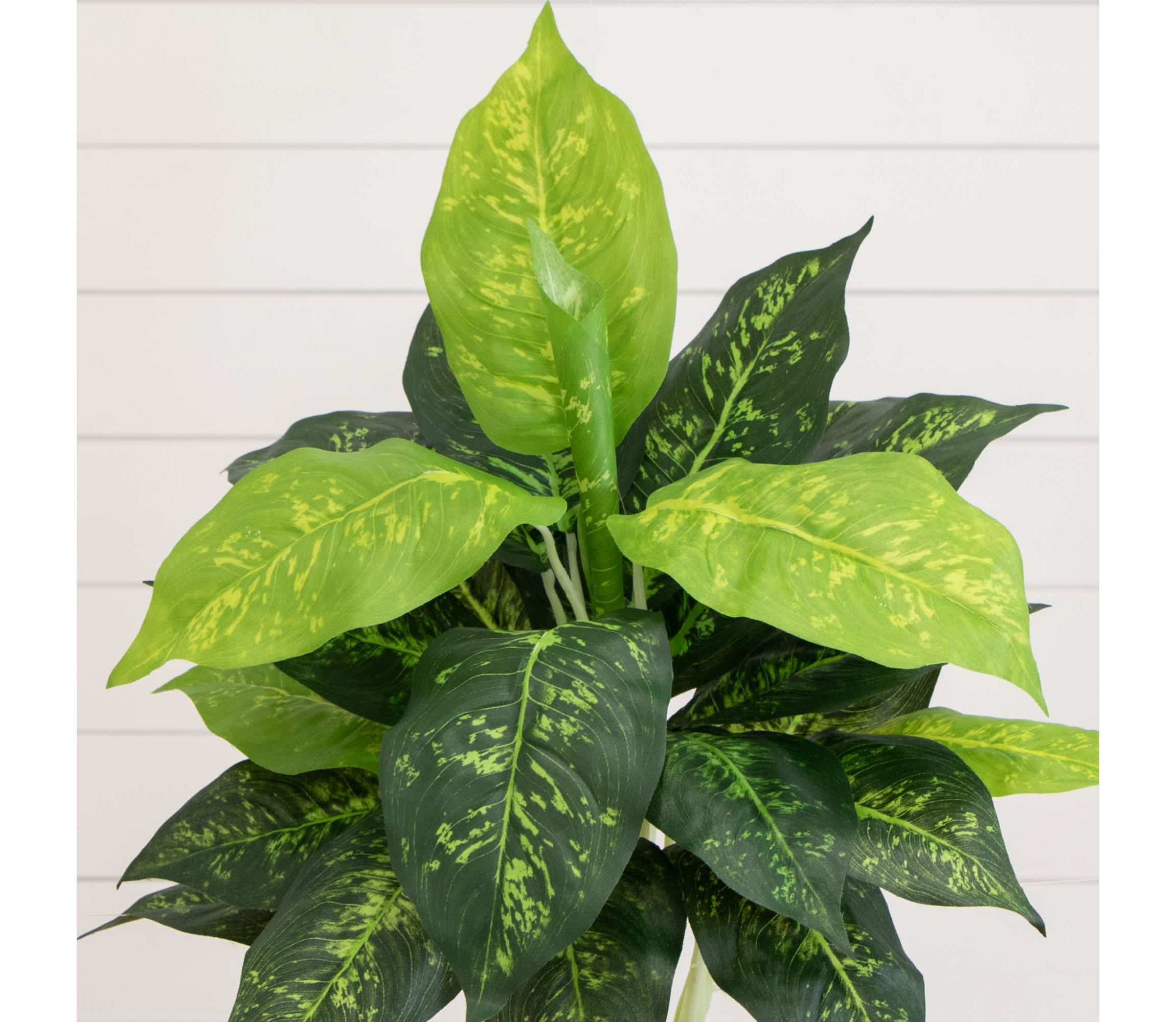 19-Inch  Artificial Dieffenbachia Plant - Set of 6