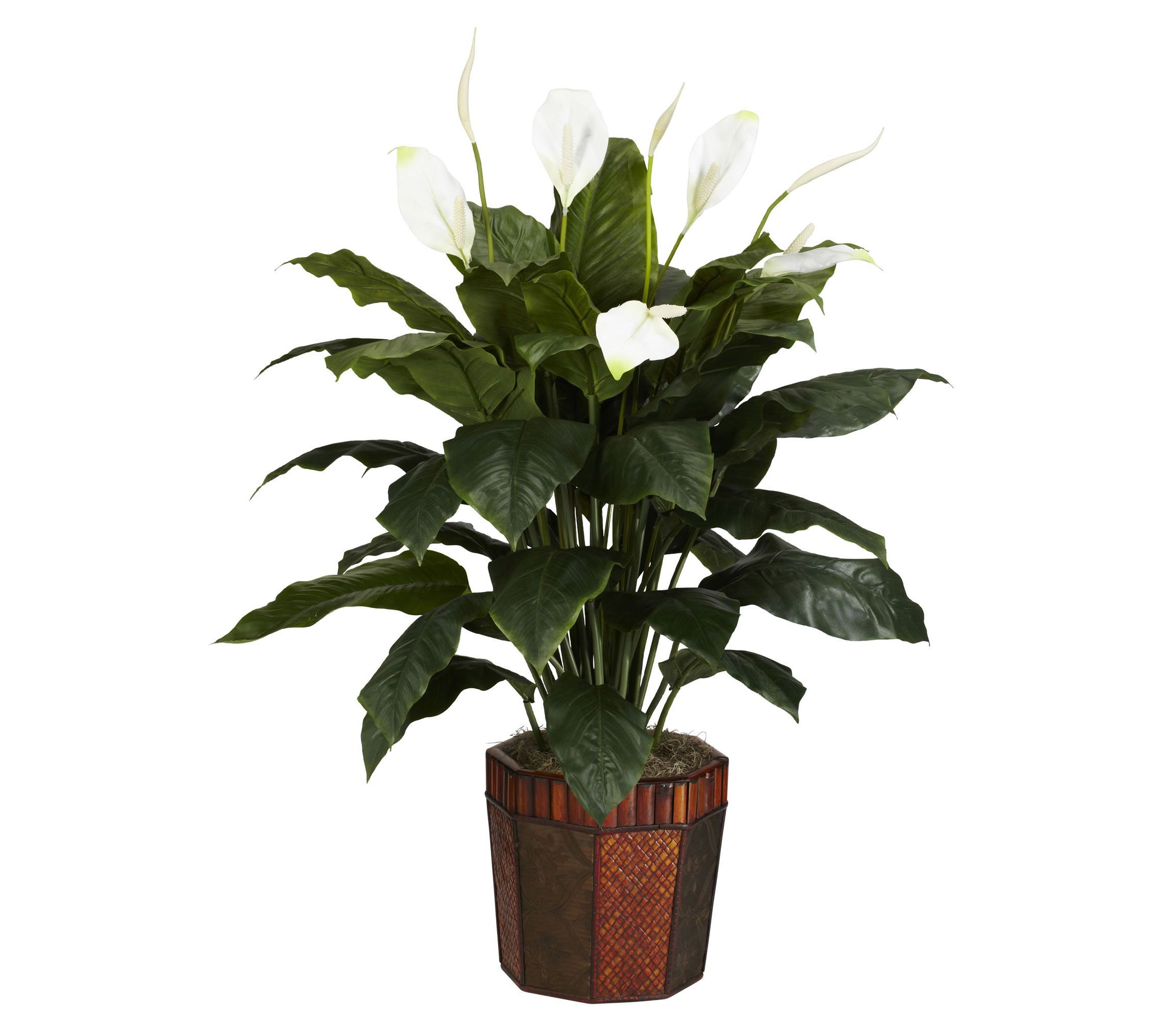 Spathiphyllum with Vase Silk Plant