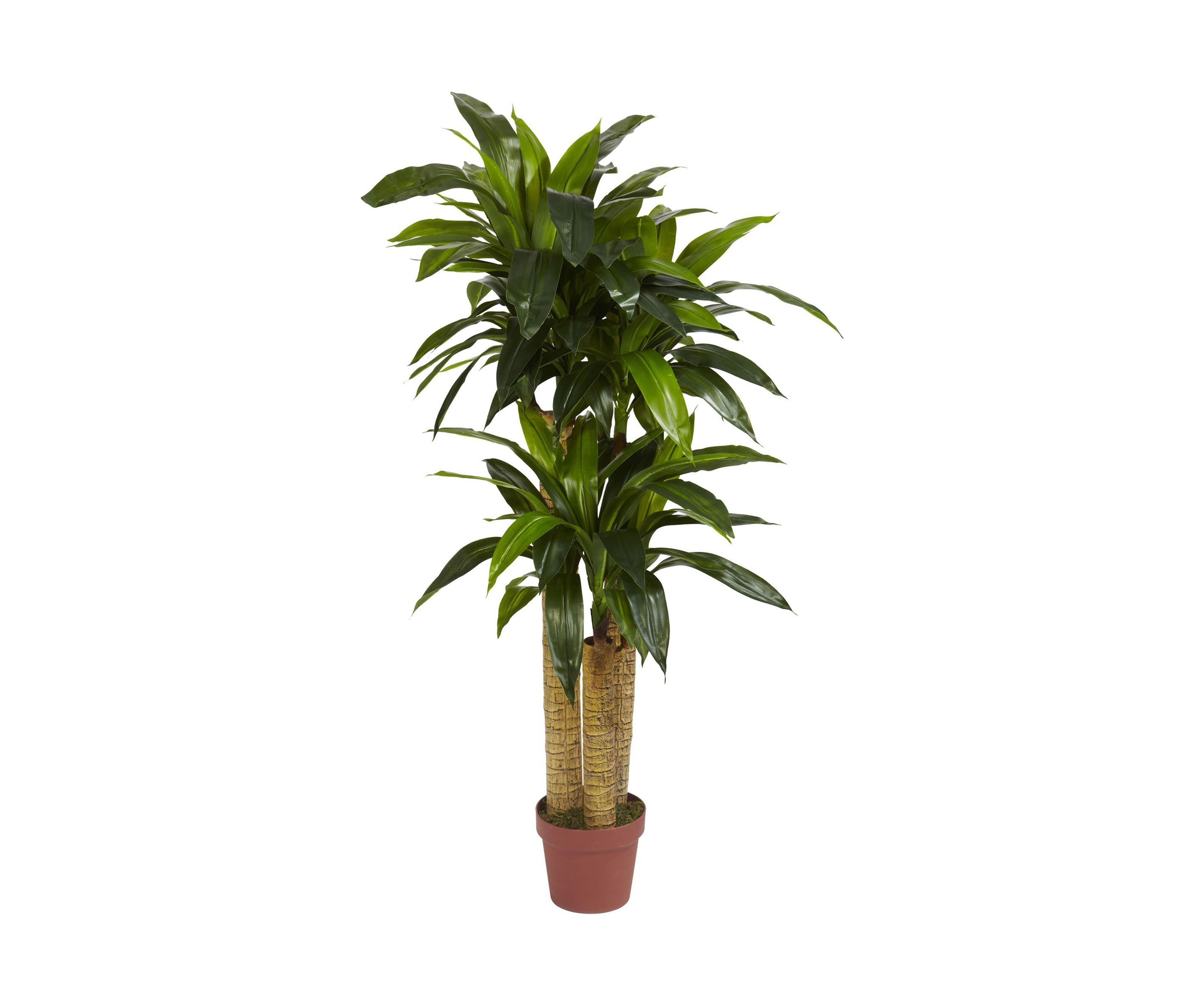 4-Foot Corn Stalk Dracaena Silk Plant (Real Touch)