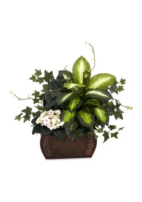 African Violet, Dieffenbachia, and  Ivy Silk Plant with Chest