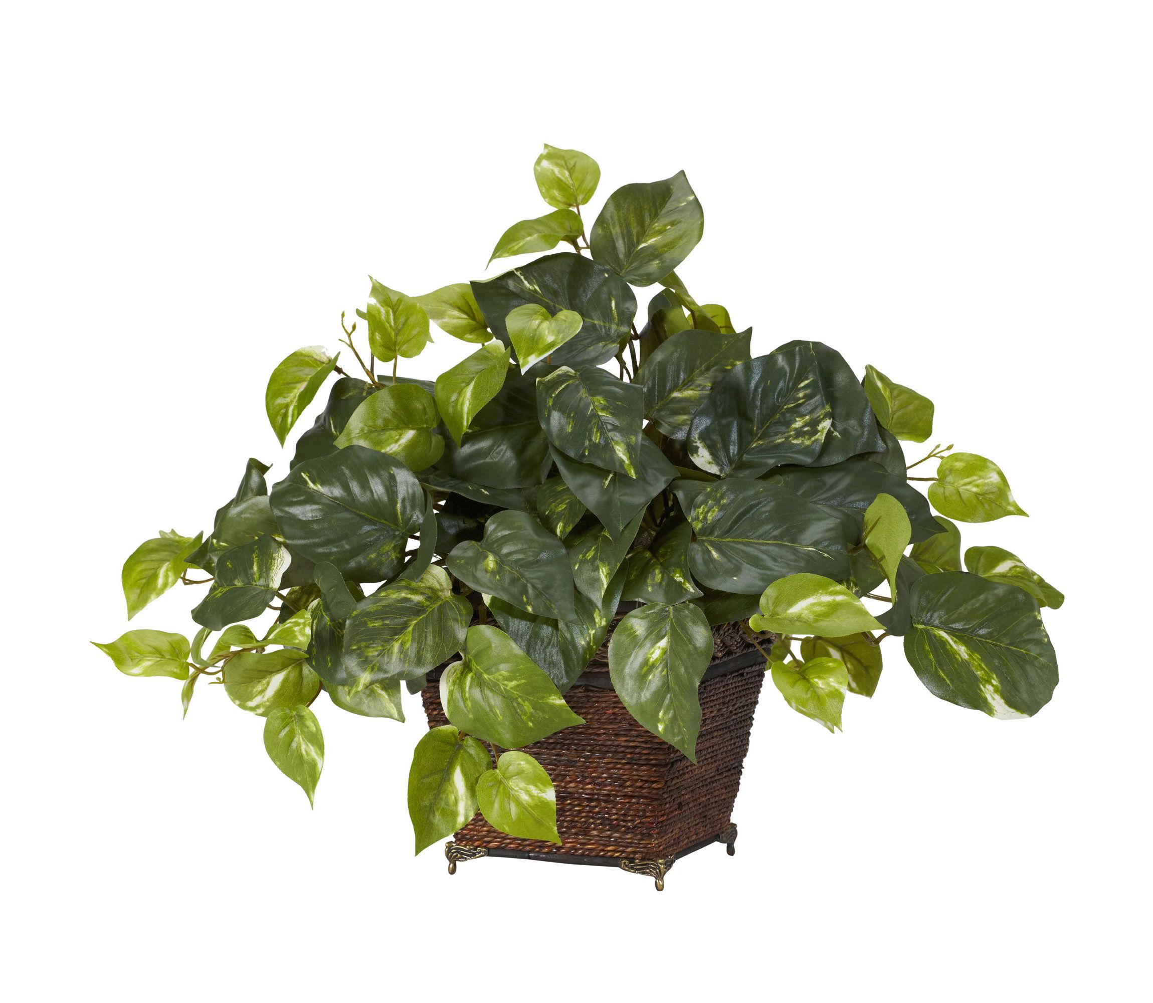 Pothos with Coiled Rope Planter Silk Plant