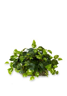 Pothos Ledge Plant Silk Plant