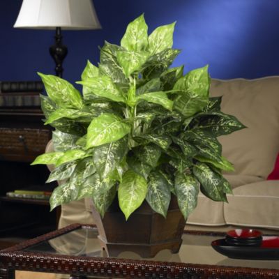 Variegated Dieffenbachia with Large Hexagon Silk Plant