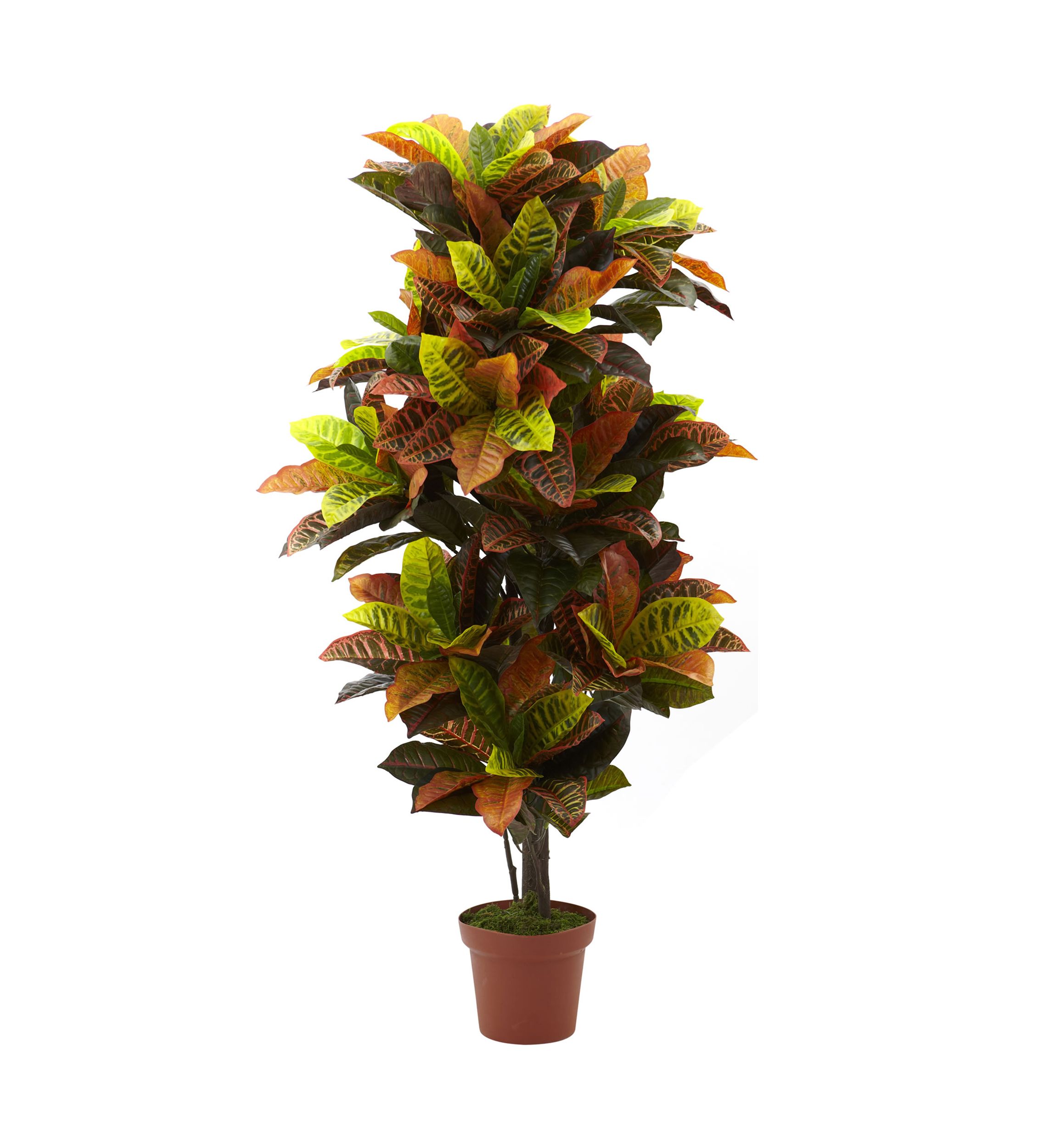 Croton Plant