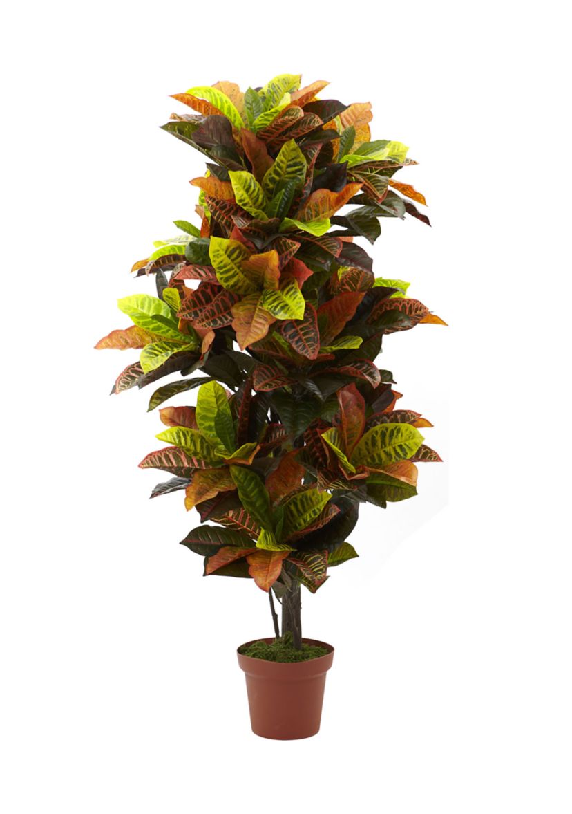 Croton Plant