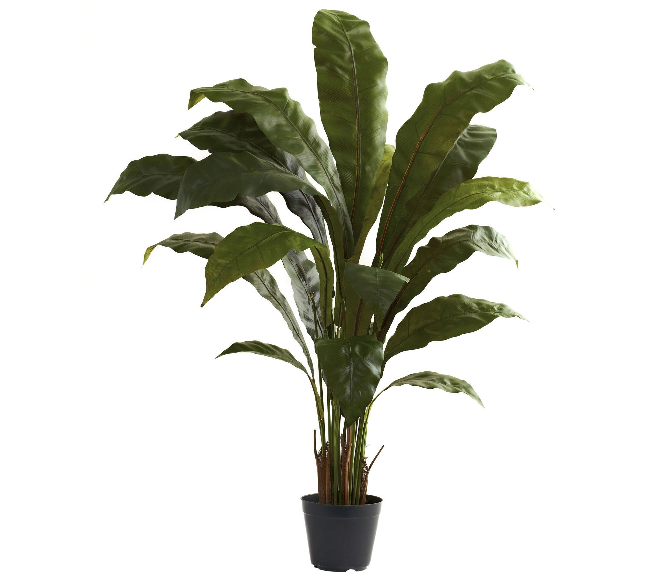 3.5 Birds Nest Plant