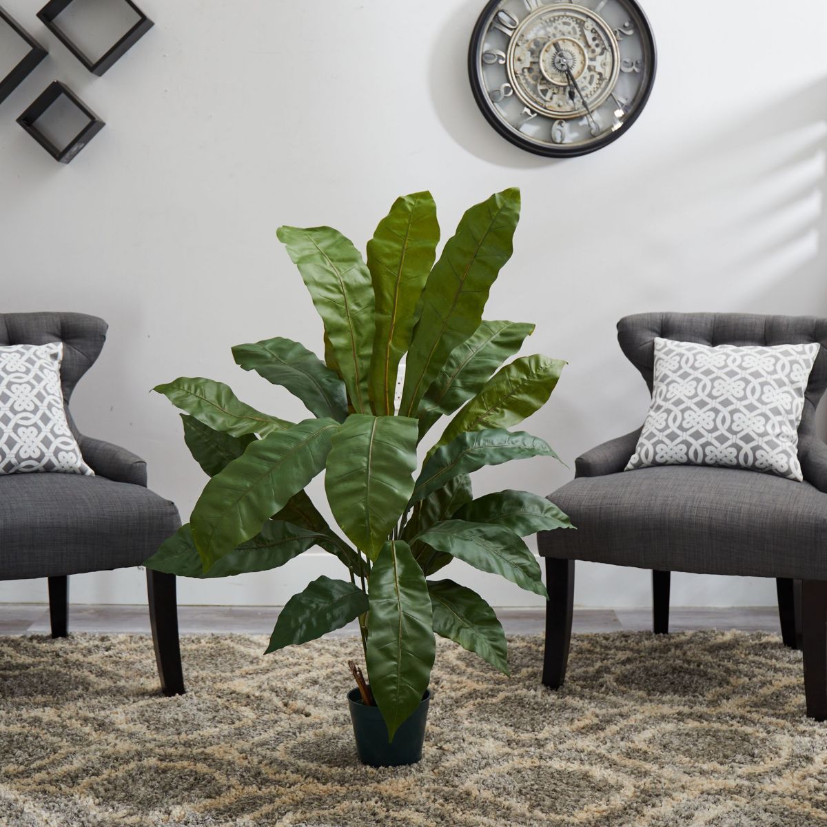 3.5 Birds Nest Plant