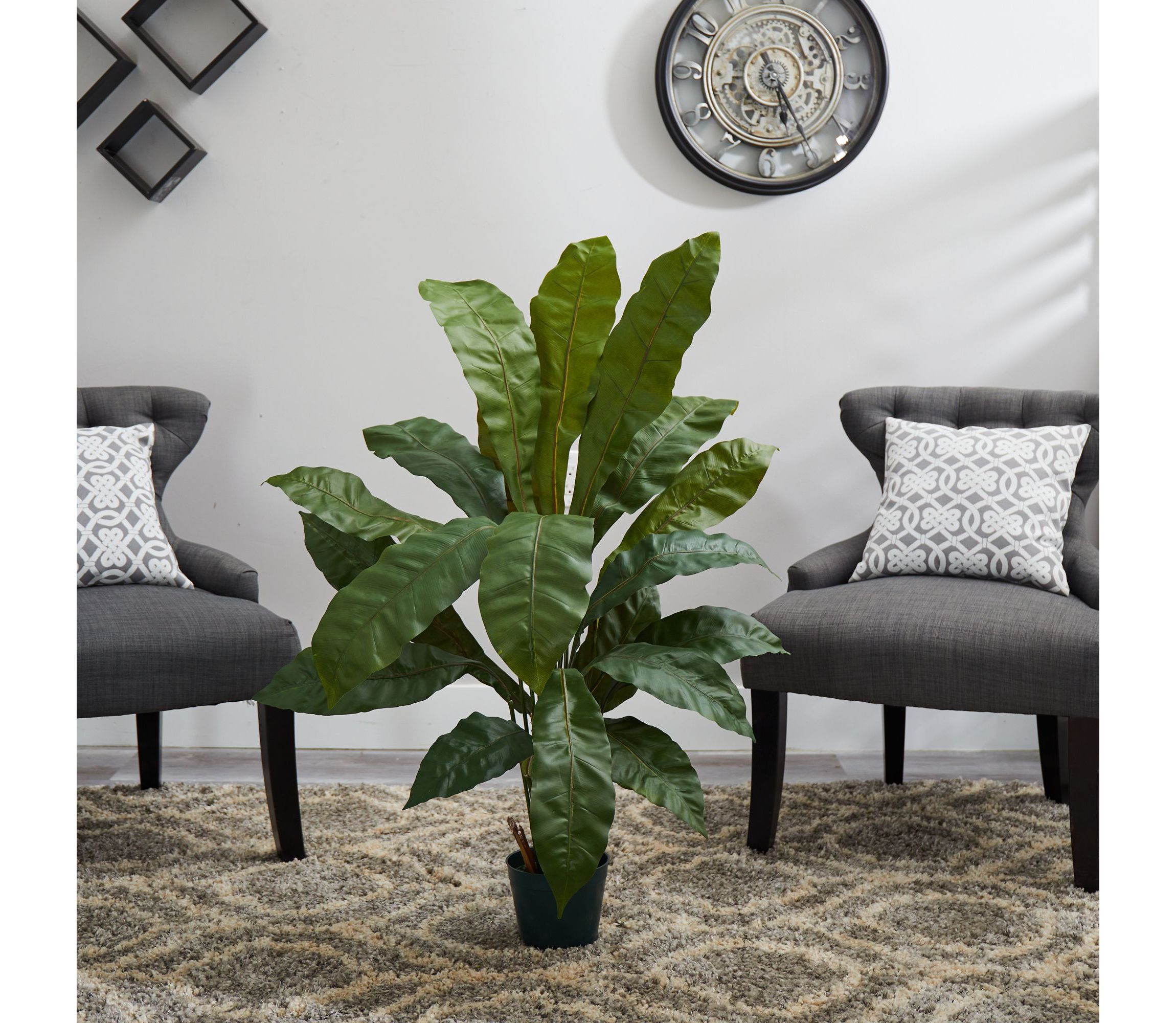 3.5 Birds Nest Plant