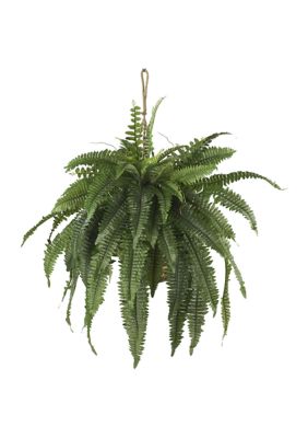 Large Boston Fern Hanging Basket