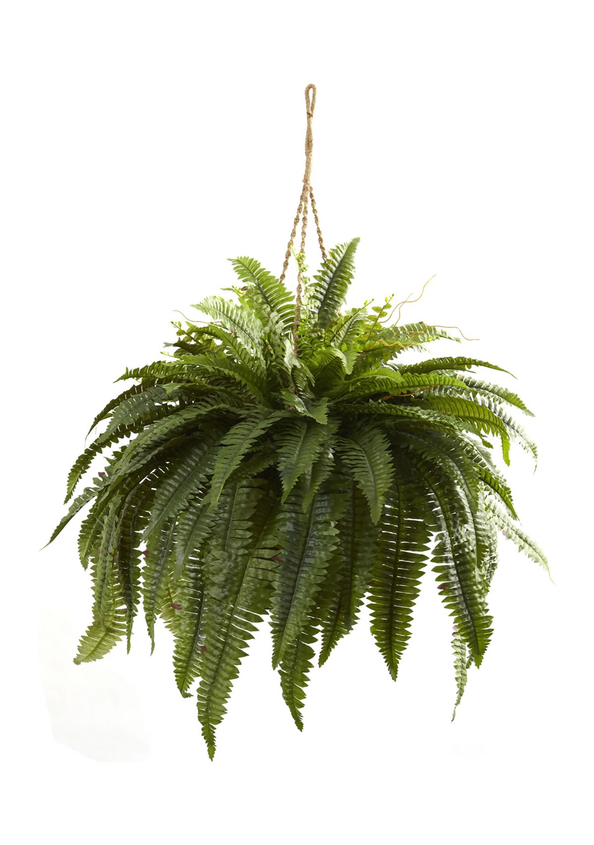 Double Giant Boston Fern Hanging Basket