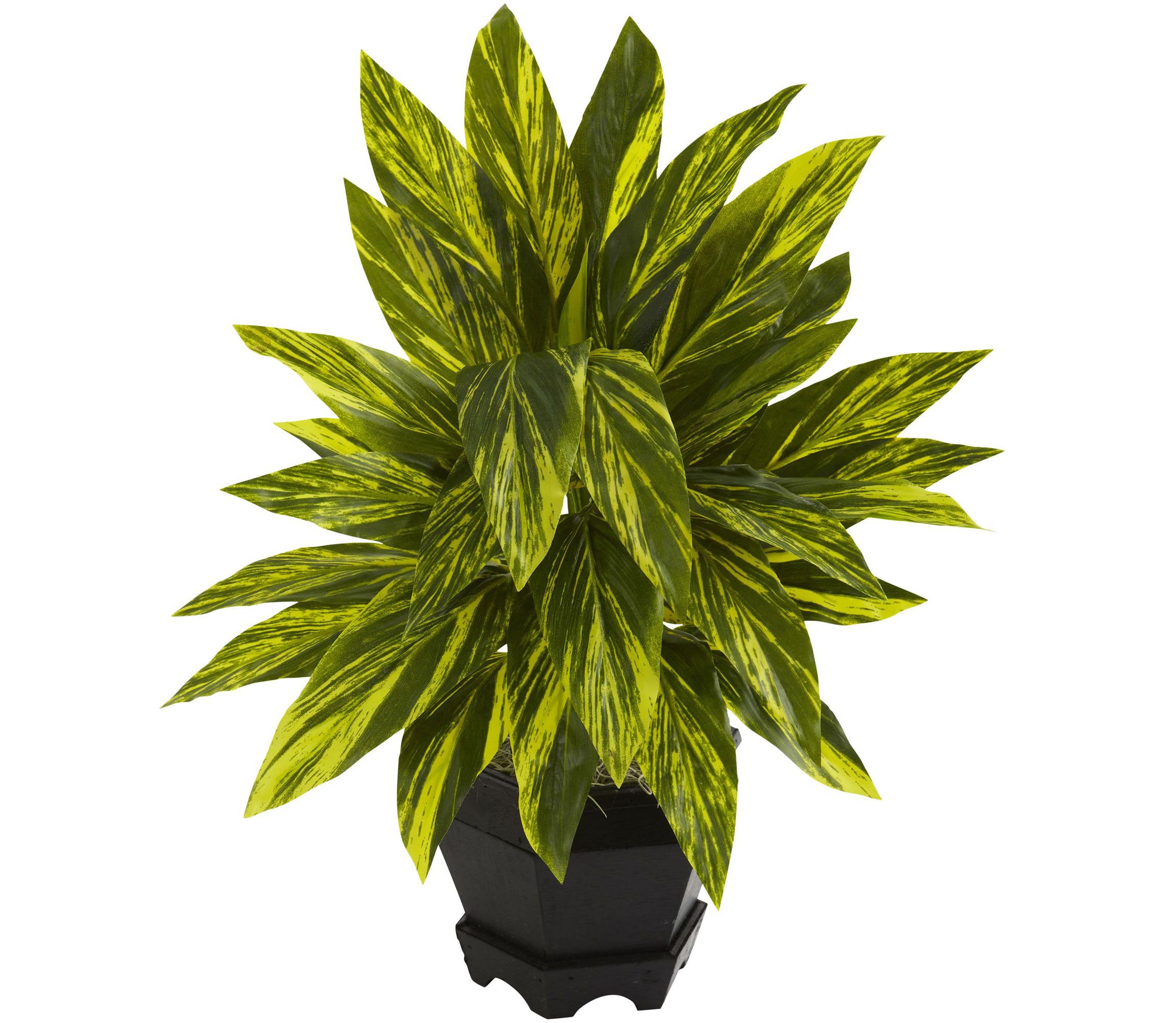 Ginger Plant with Black Planter