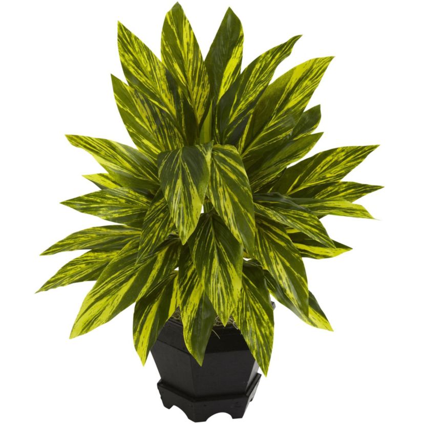 Ginger Plant with Black Planter