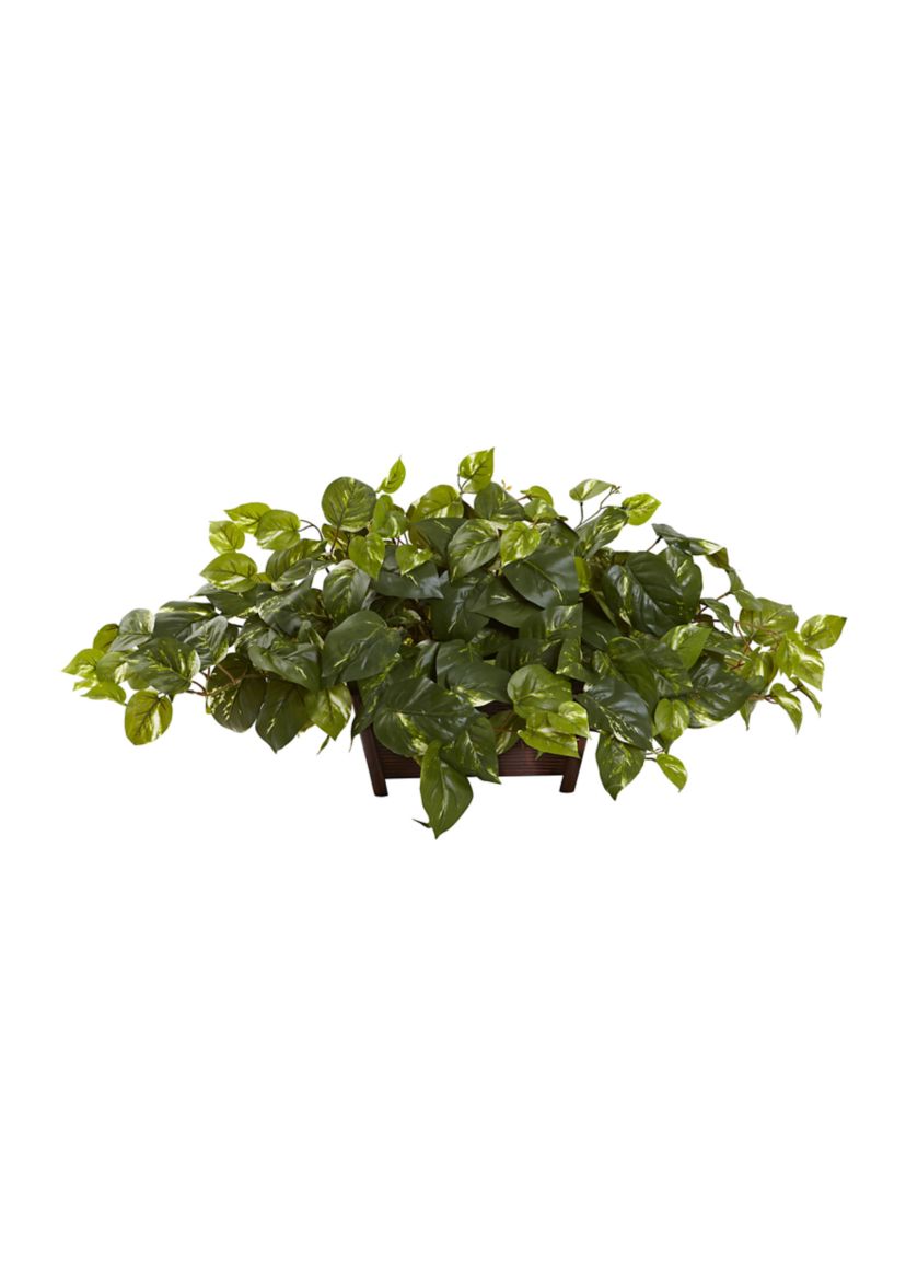 Pothos with Rectangle Decorative Planter