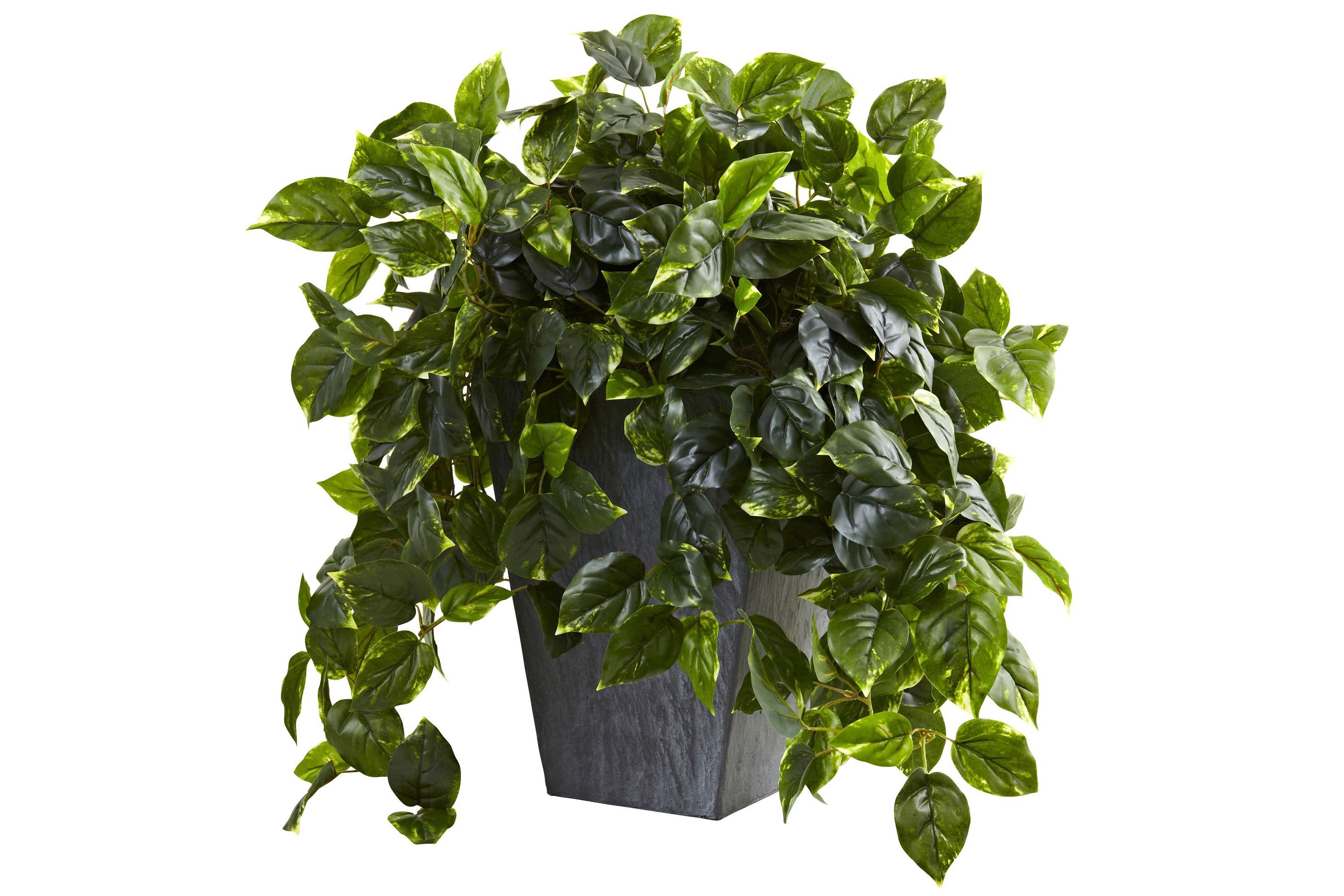 Hanging Pothos with Slate Planter UV Resistant (Indoor/Outdoor)
