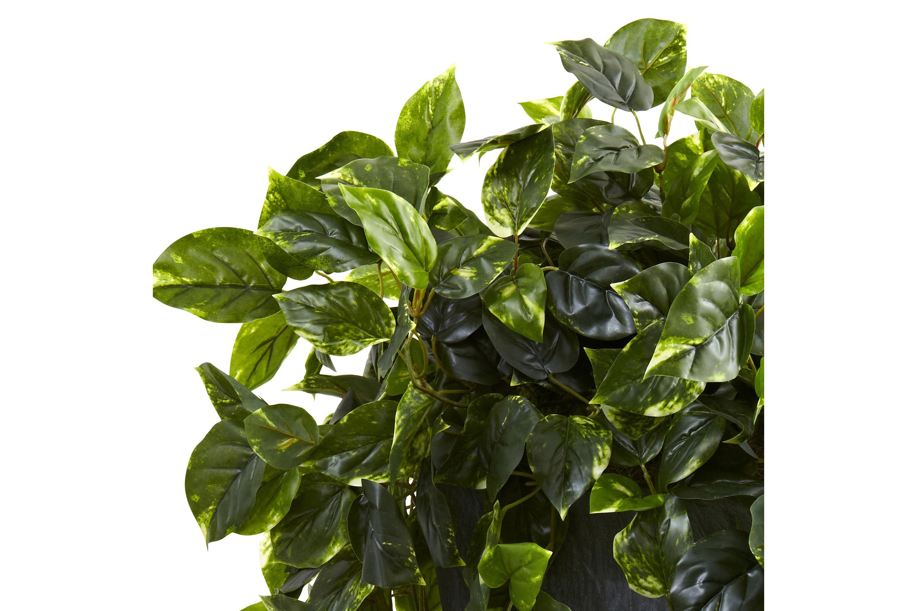 Hanging Pothos with Slate Planter UV Resistant (Indoor/Outdoor)