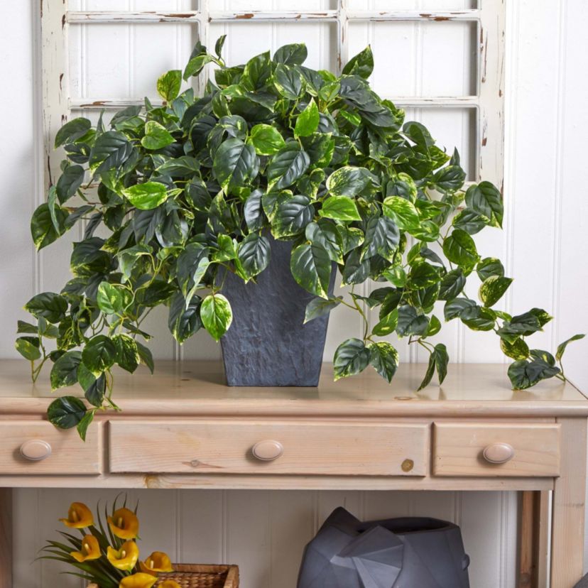 Hanging Pothos with Slate Planter UV Resistant (Indoor/Outdoor)
