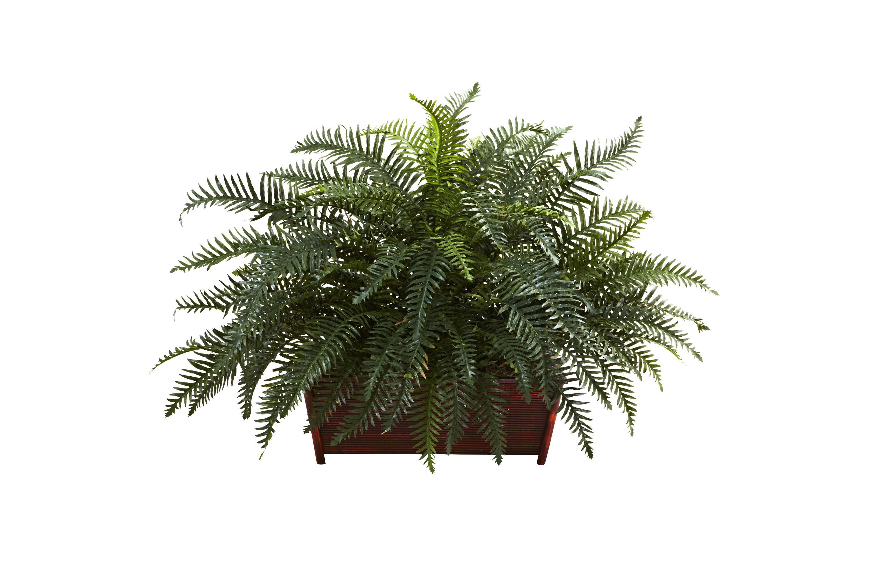 River Fern with Wood Planter