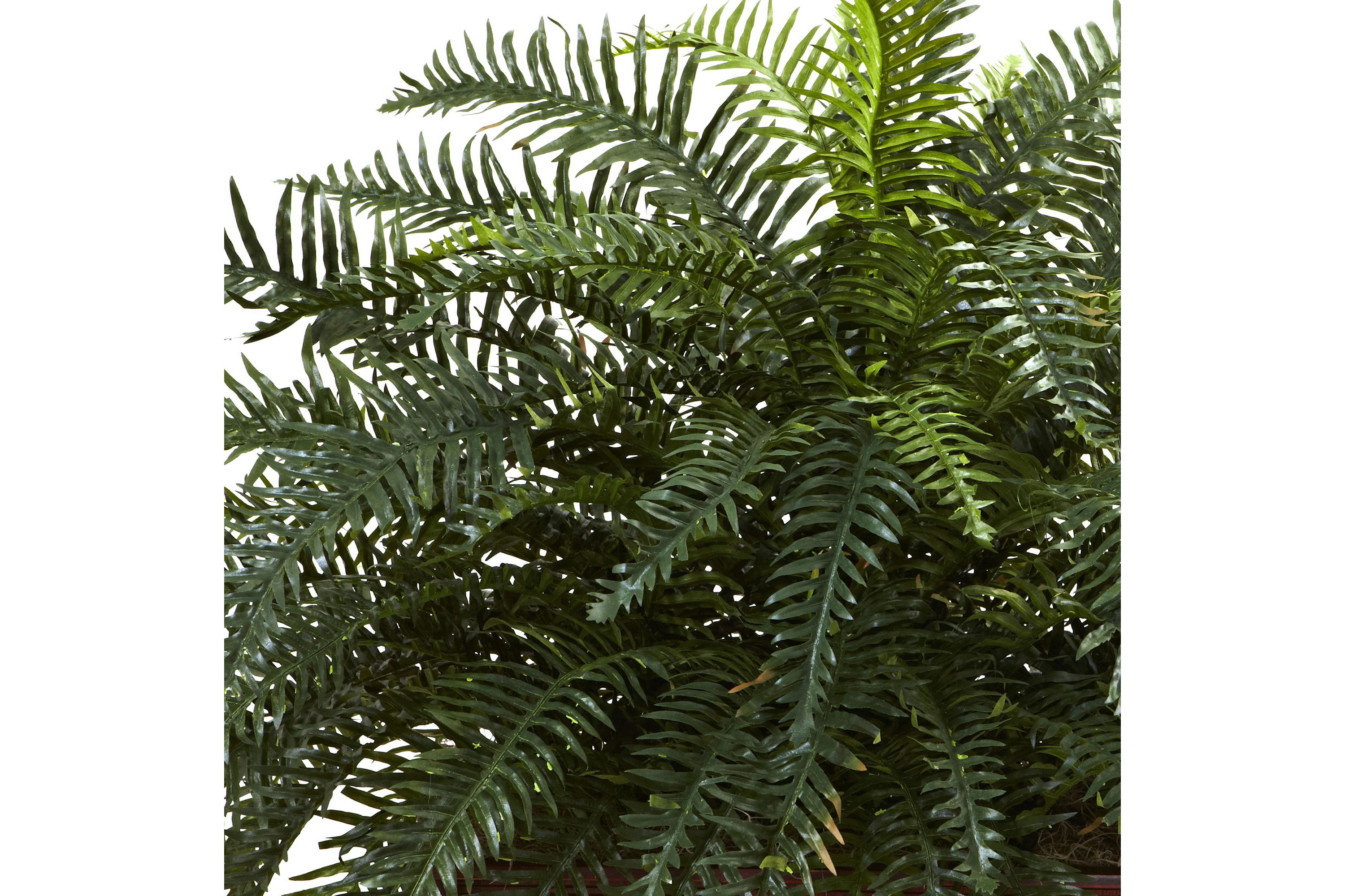 River Fern with Wood Planter