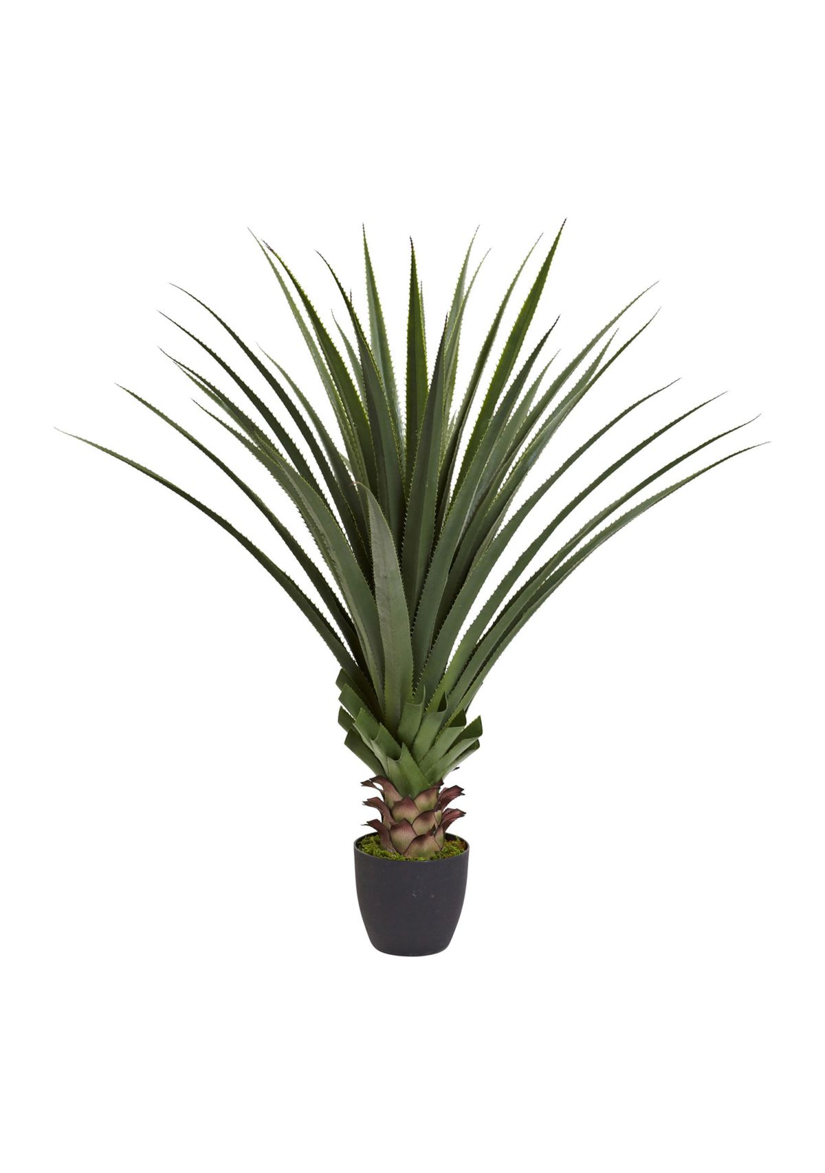 4-Foot Spiked Agave Plant