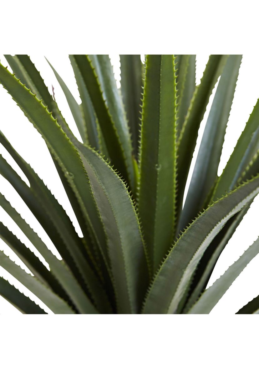 4-Foot Spiked Agave Plant