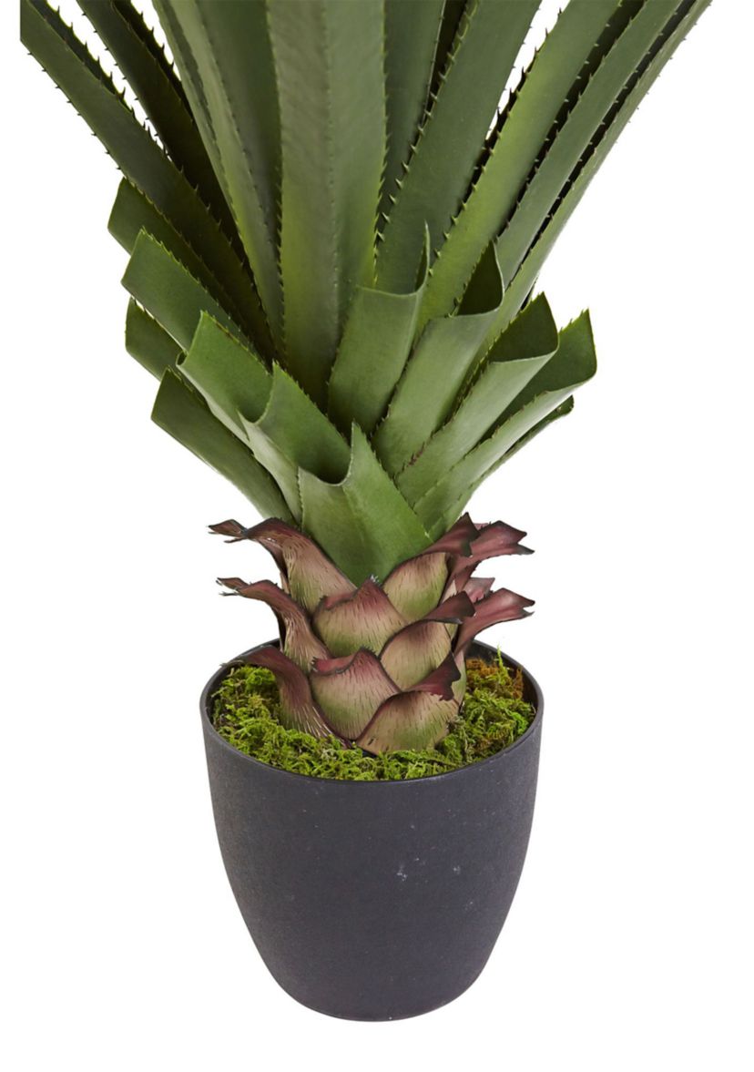 4-Foot Spiked Agave Plant