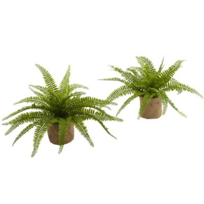 Boston Fern with Burlap Planter (Set of 2)