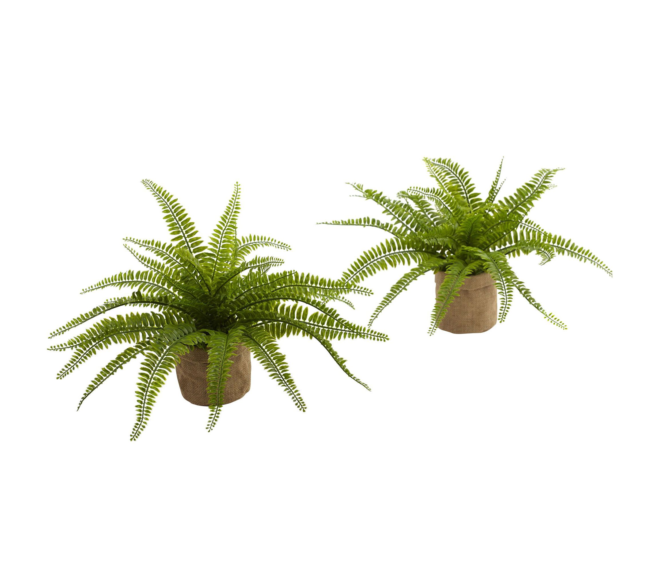 Boston Fern with Burlap Planter (Set of 2)