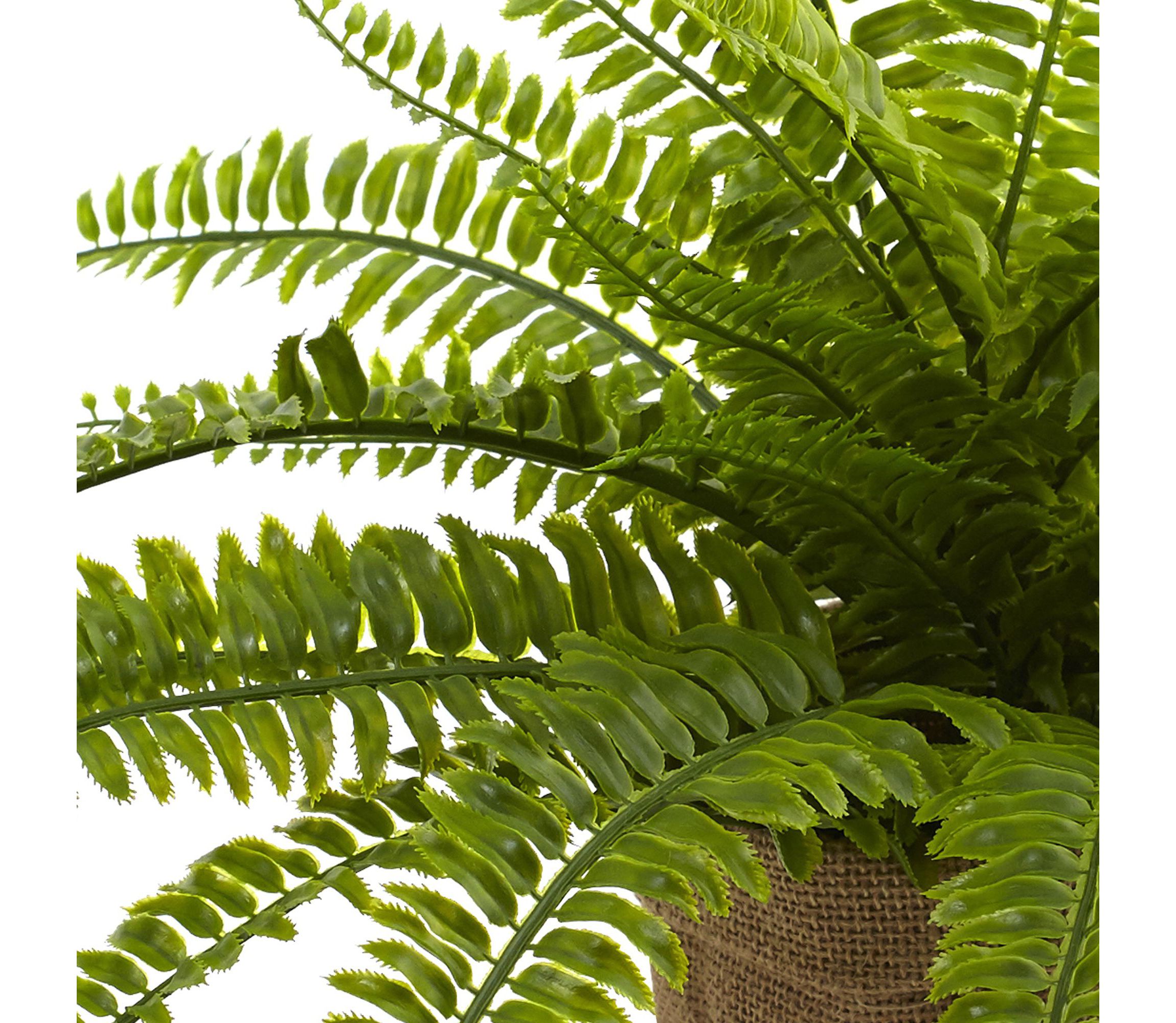 Boston Fern with Burlap Planter (Set of 2)