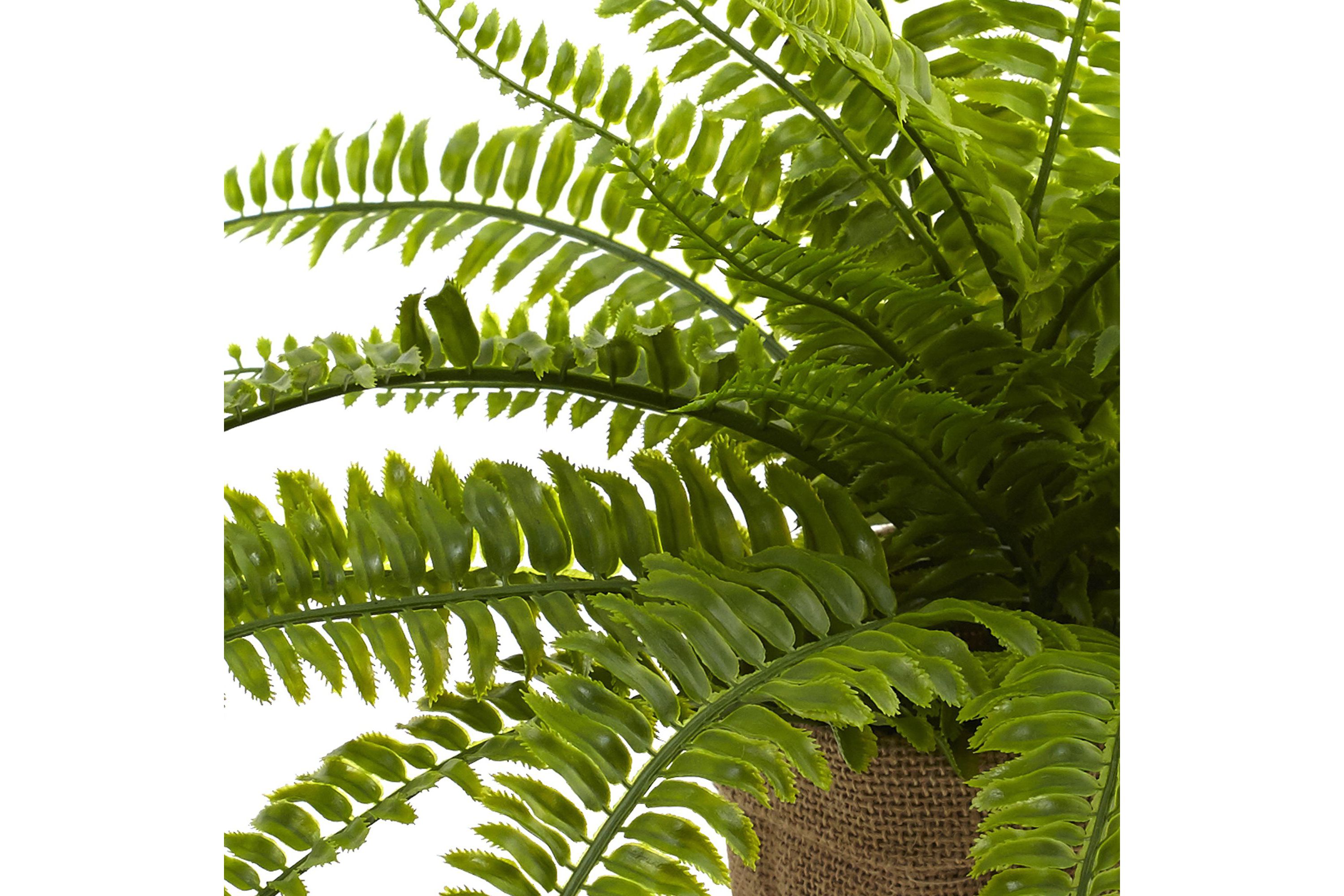 Boston Fern with Burlap Planter (Set of 2)