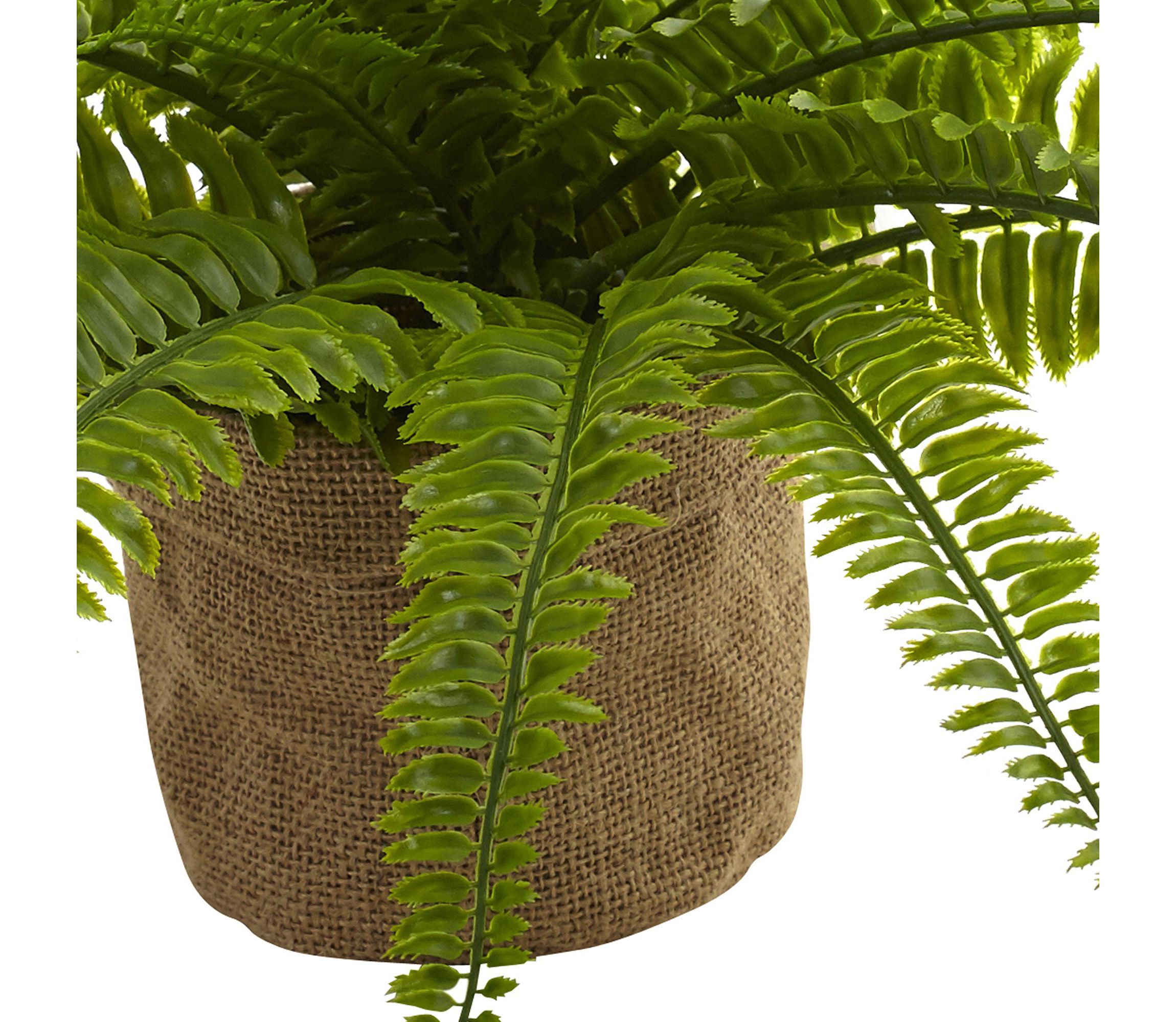 Boston Fern with Burlap Planter (Set of 2)