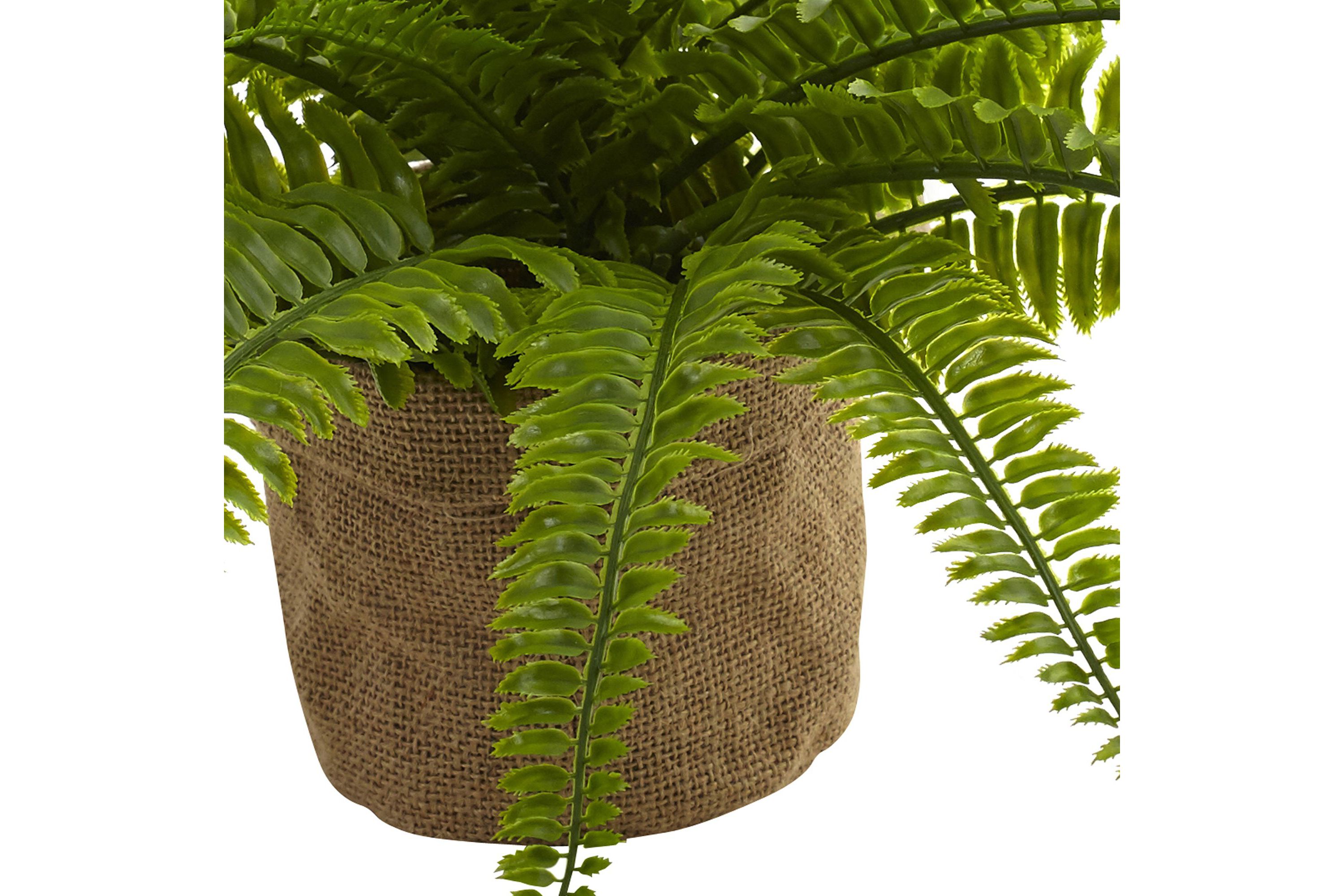 Boston Fern with Burlap Planter (Set of 2)