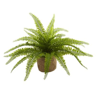 Boston Fern with Burlap Planter (Set of 2)