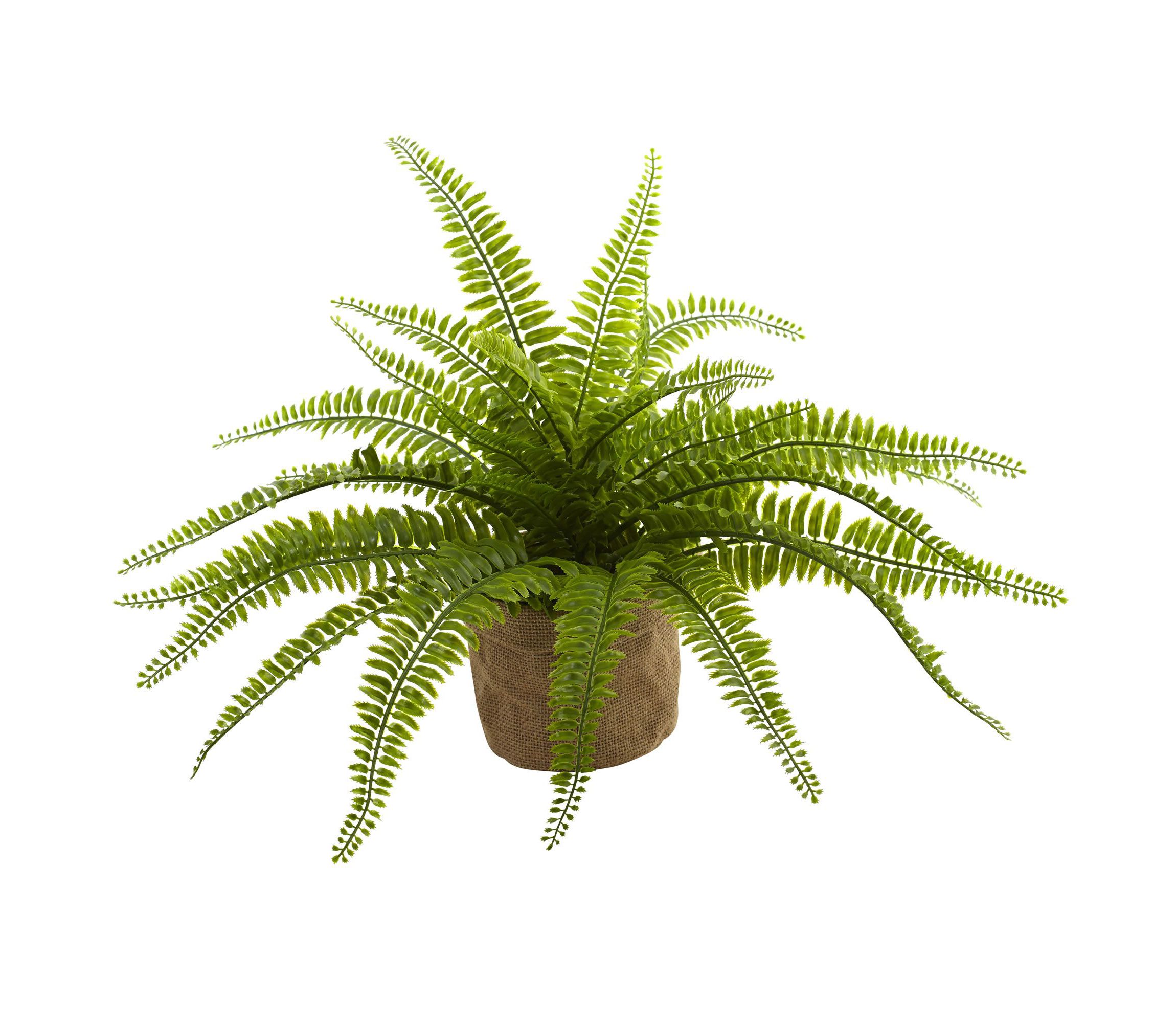 Boston Fern with Burlap Planter (Set of 2)