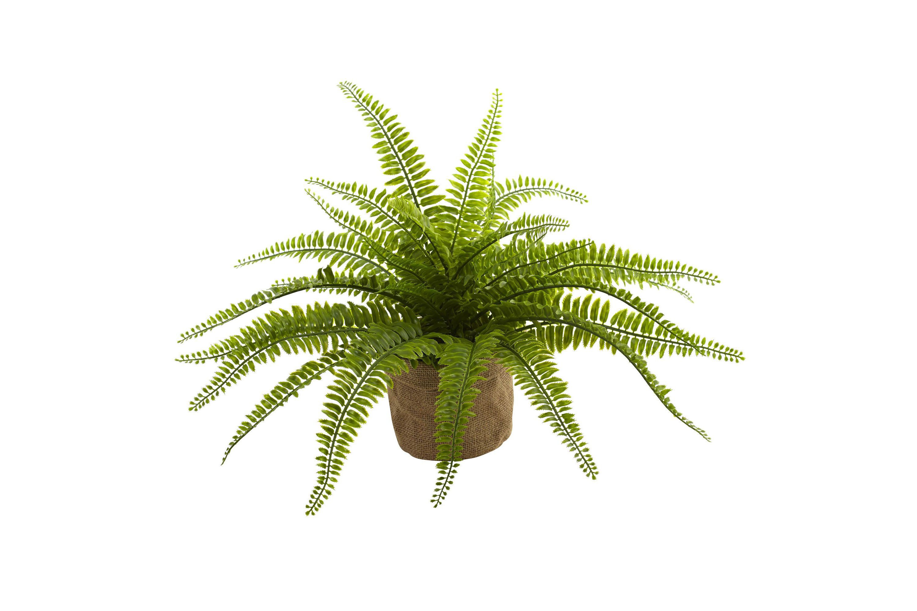 Boston Fern with Burlap Planter (Set of 2)