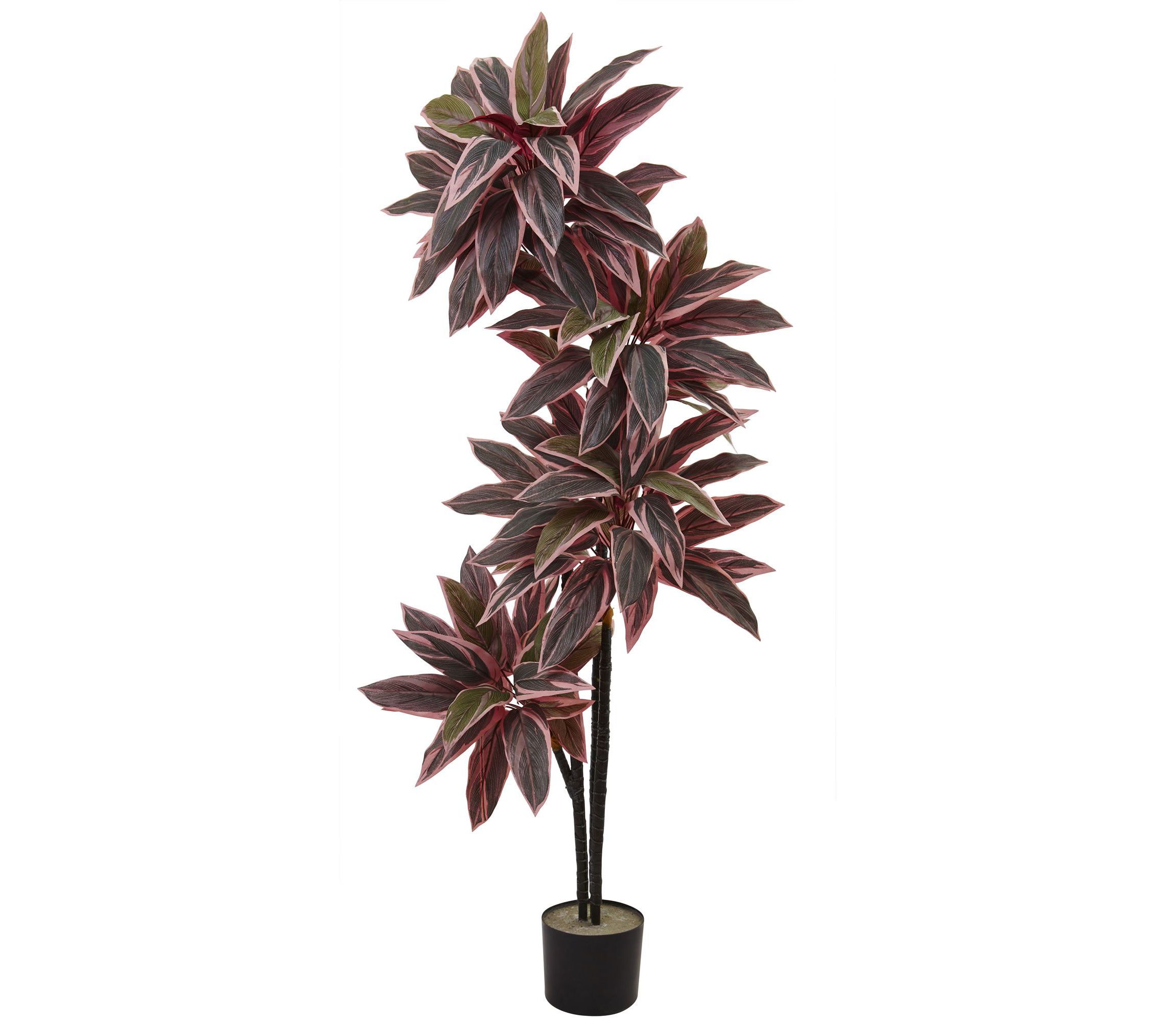 54-Inch Caladium Silk Plant