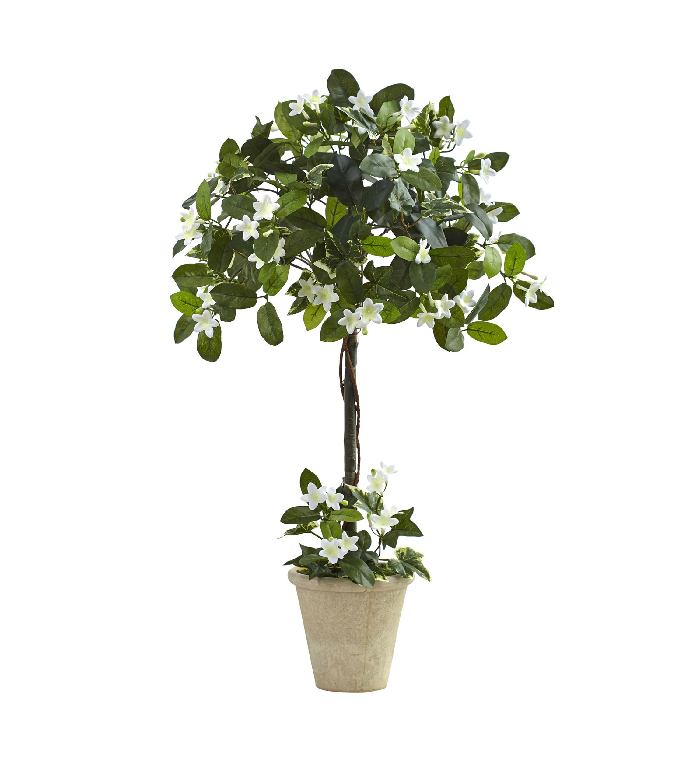 Stephanotis Topiary with Planter