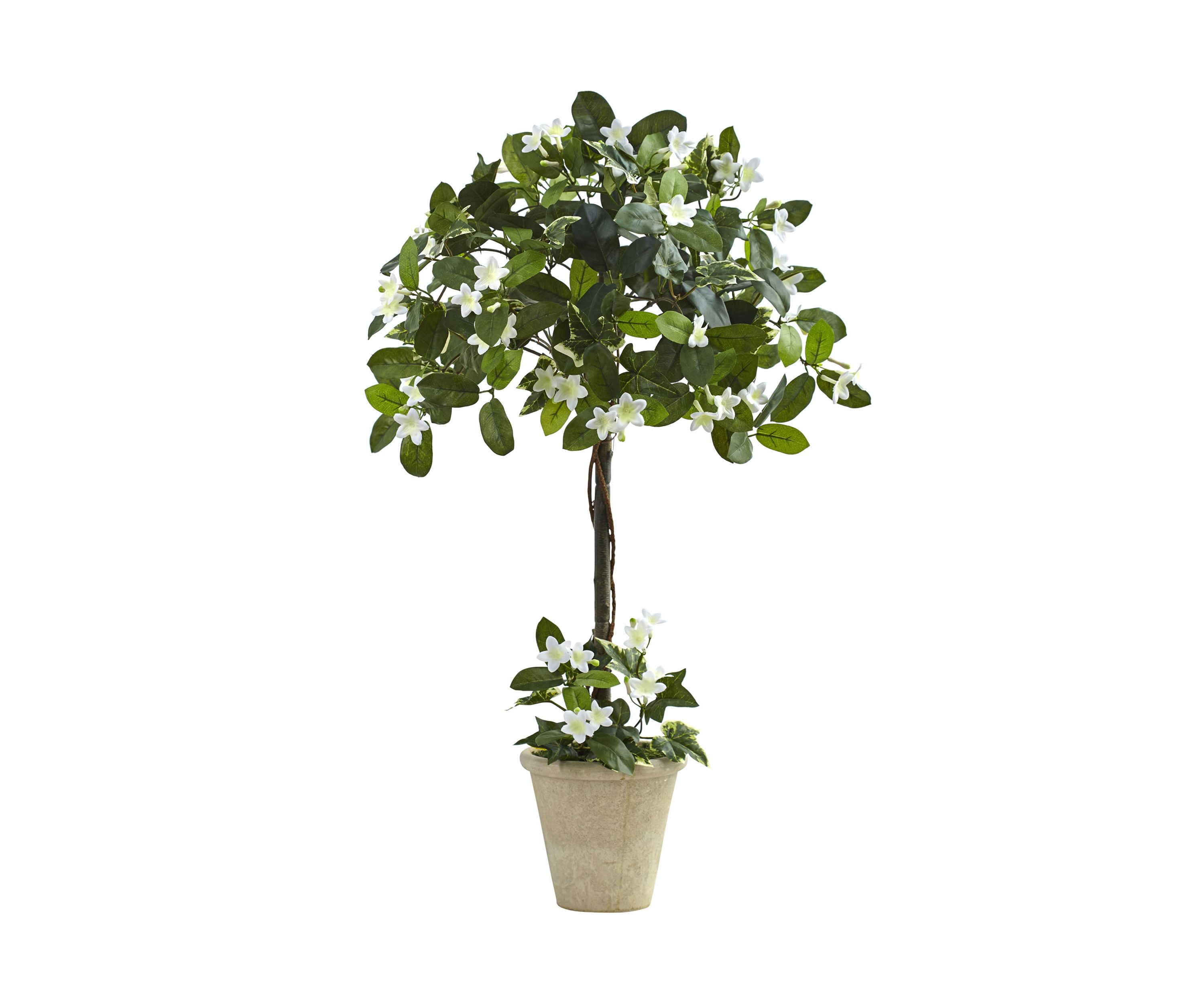 Stephanotis Topiary with Planter
