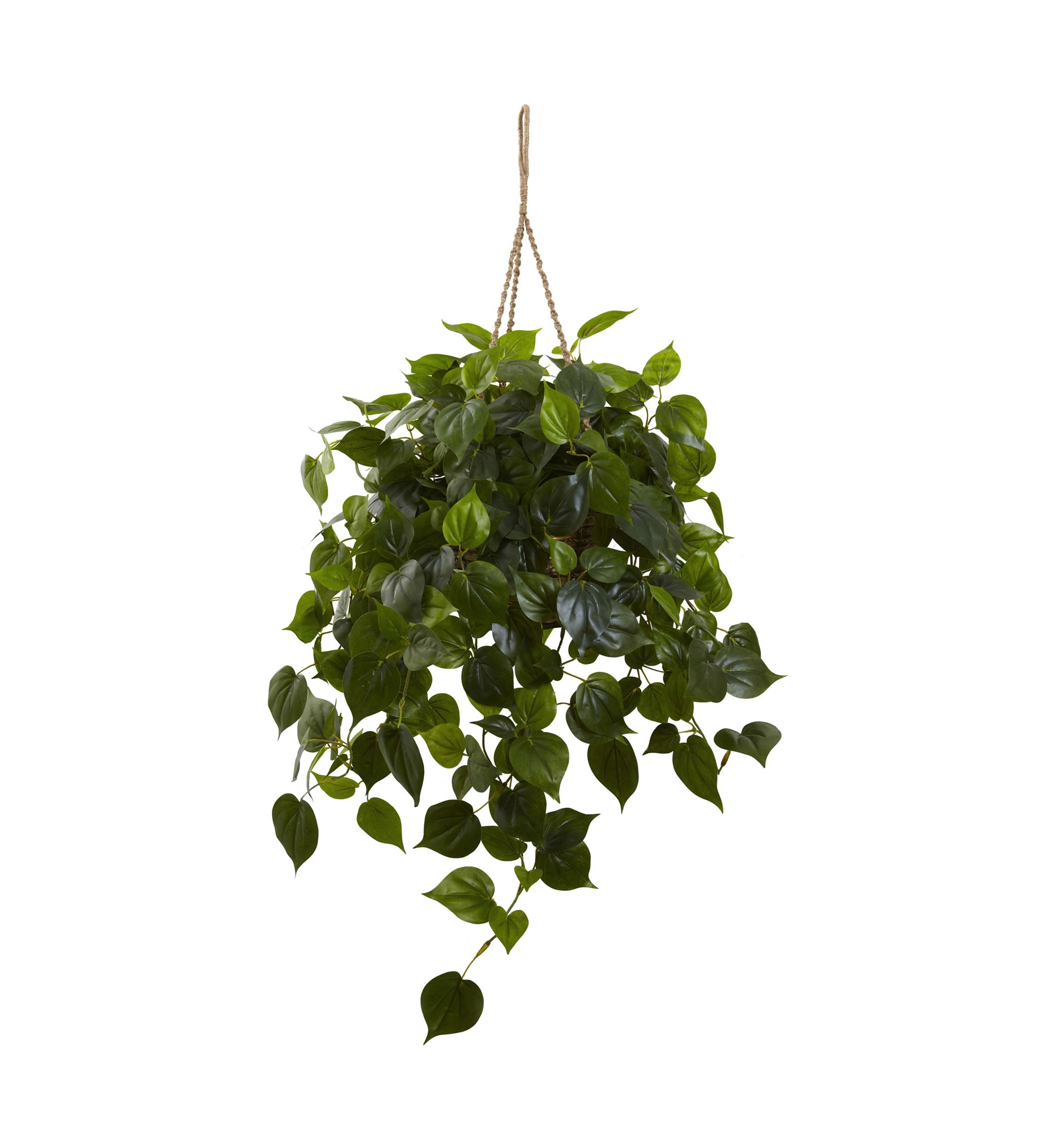 Philodendron Hanging Basket Indoor/Outdoor