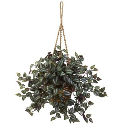 Wandering Jew Hanging Basket